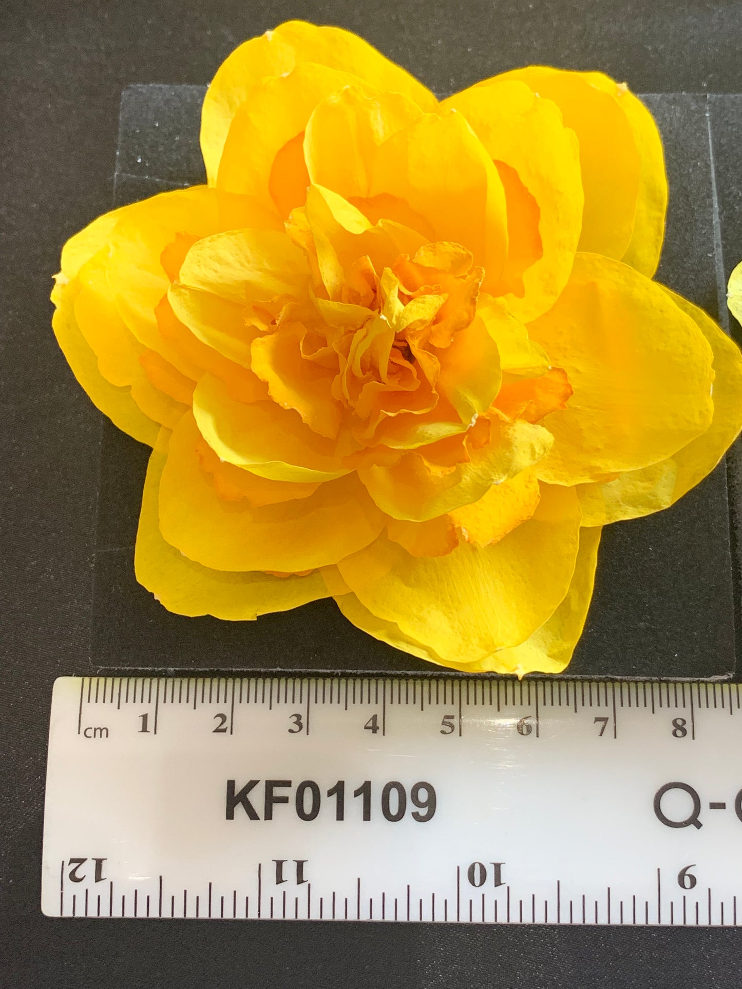 Double Daffodils - 2 Real Dried Double Daffodil Flowers