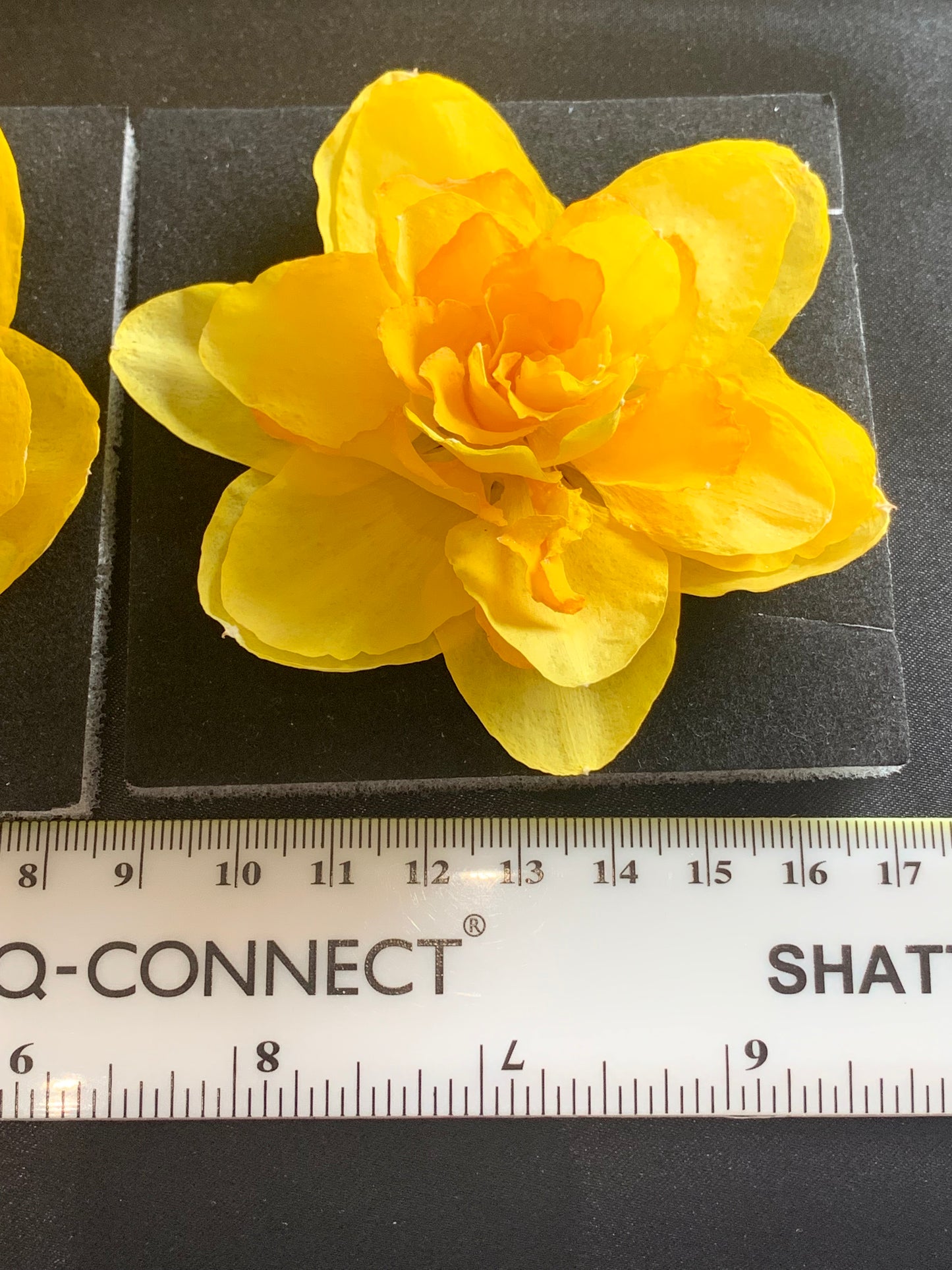 Double Daffodils - 2 Real Dried Double Daffodil Flowers