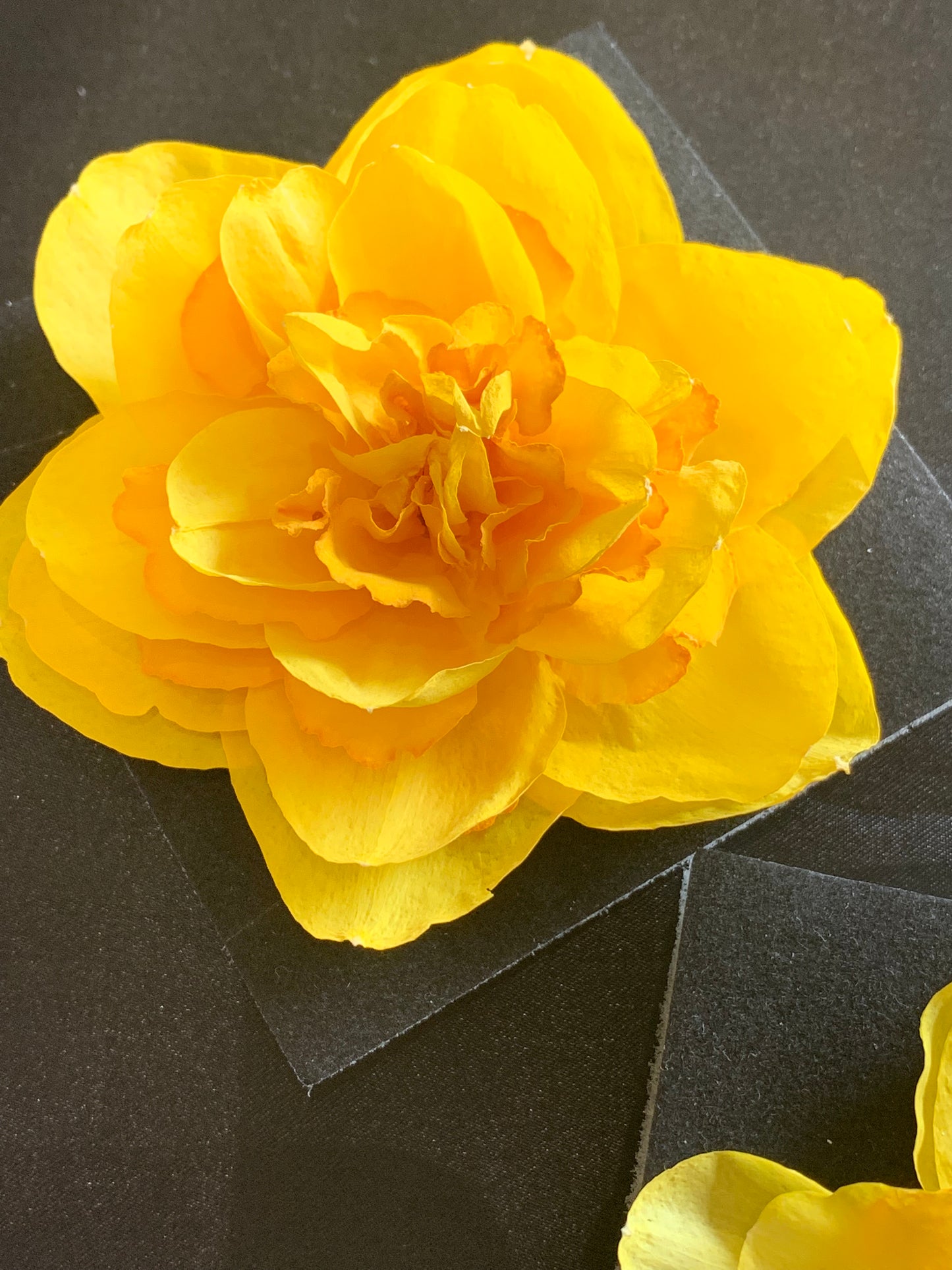 Double Daffodils - 2 Real Dried Double Daffodil Flowers