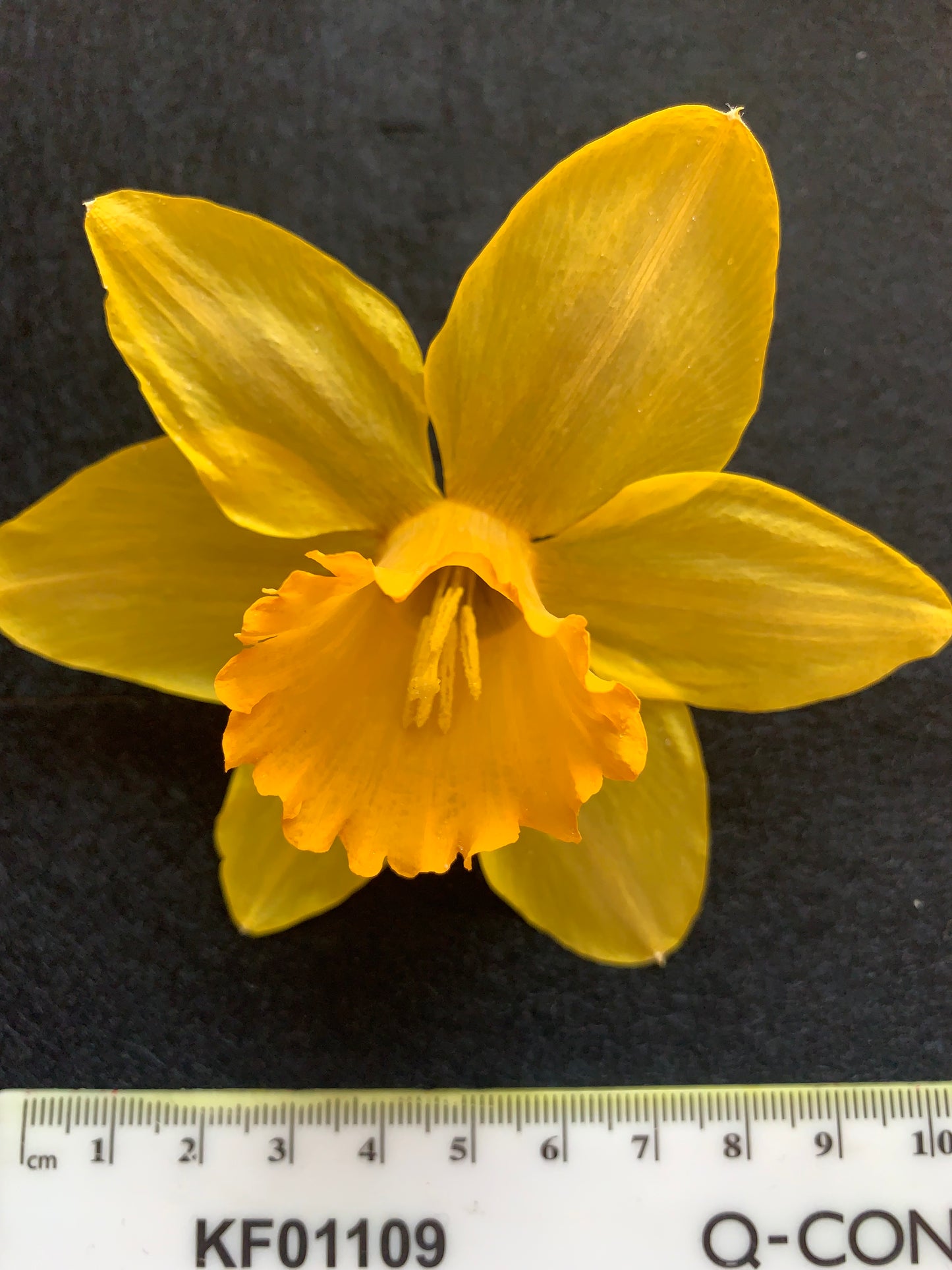 Dried Daffodils - 6 Yellow Mid Sized Traditional Daffodils