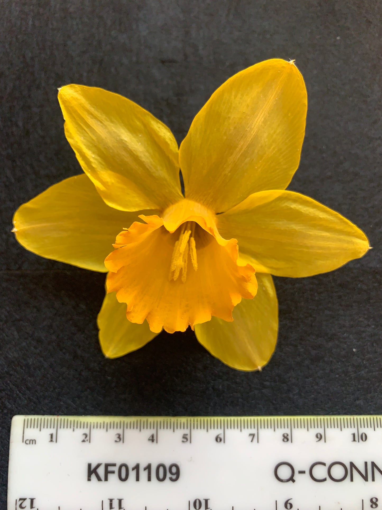 Dried Daffodils - 6 Yellow Mid Sized Traditional Daffodils
