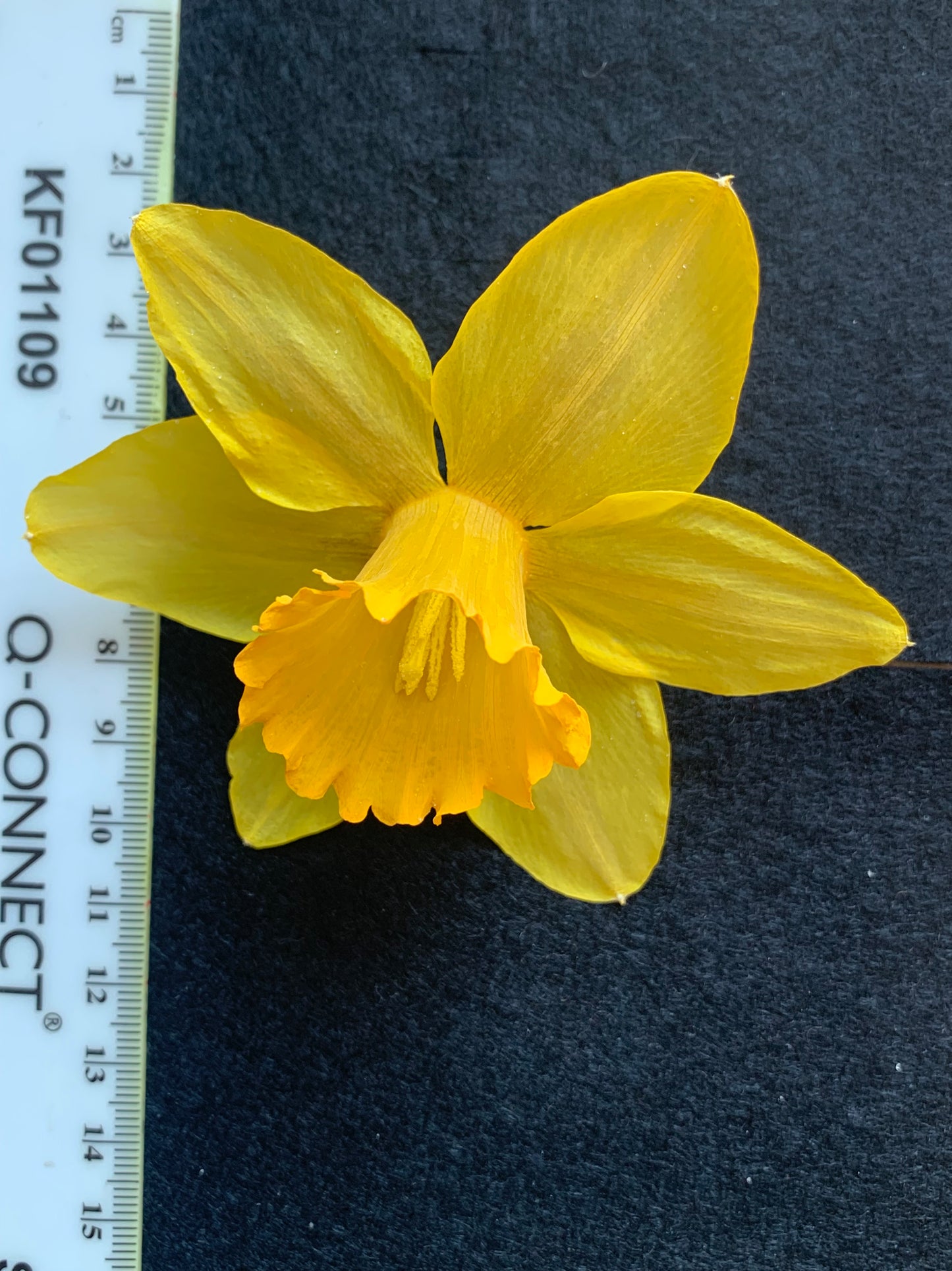 Dried Daffodils - 6 Yellow Mid Sized Traditional Daffodils