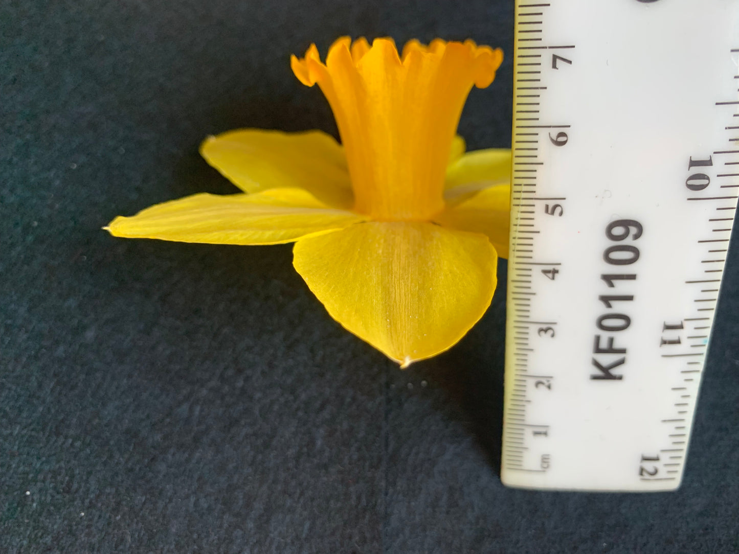 Dried Daffodils - 6 Yellow Mid Sized Traditional Daffodils