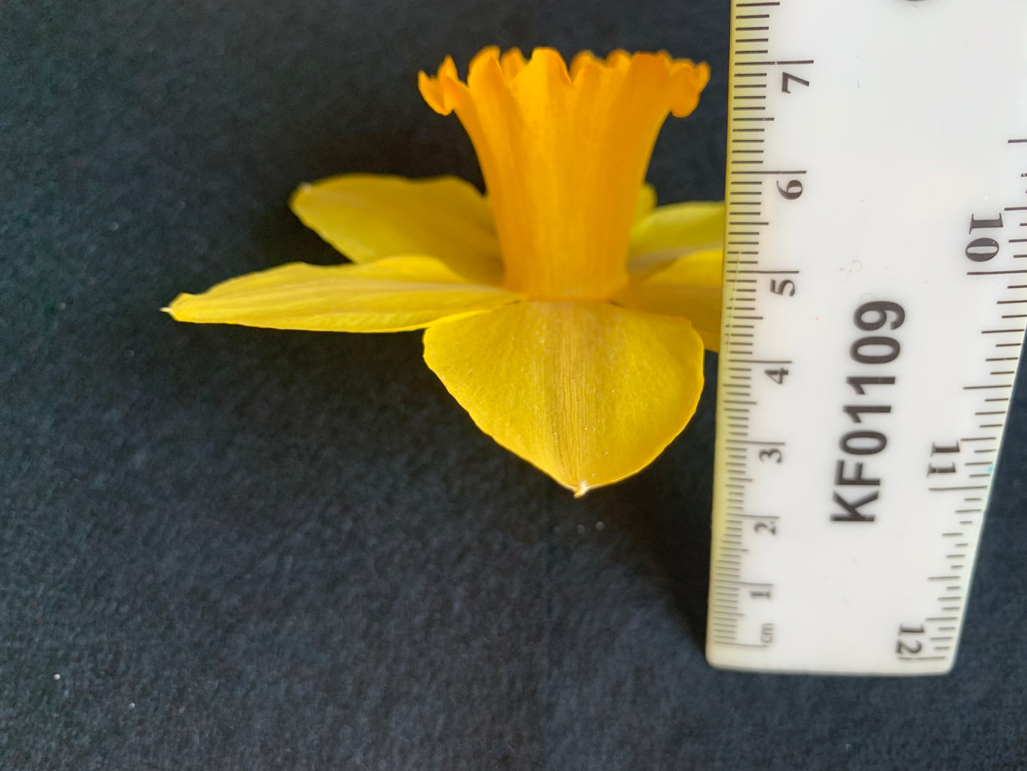 Dried Daffodils - 6 Yellow Mid Sized Traditional Daffodils