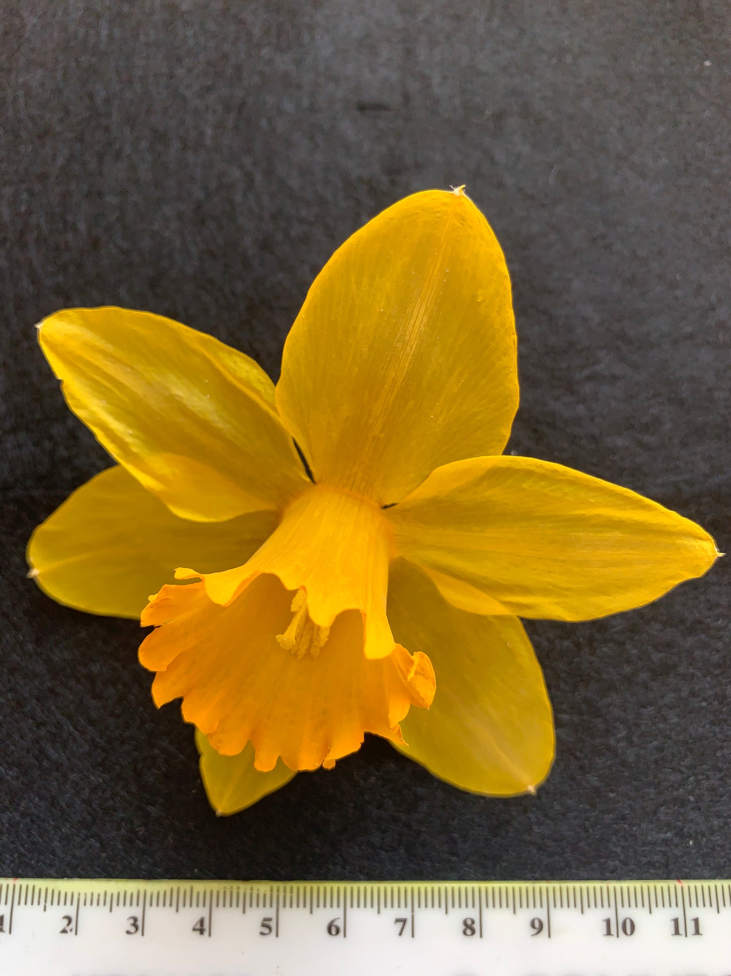 Dried Daffodils - 6 Yellow Mid Sized Traditional Daffodils