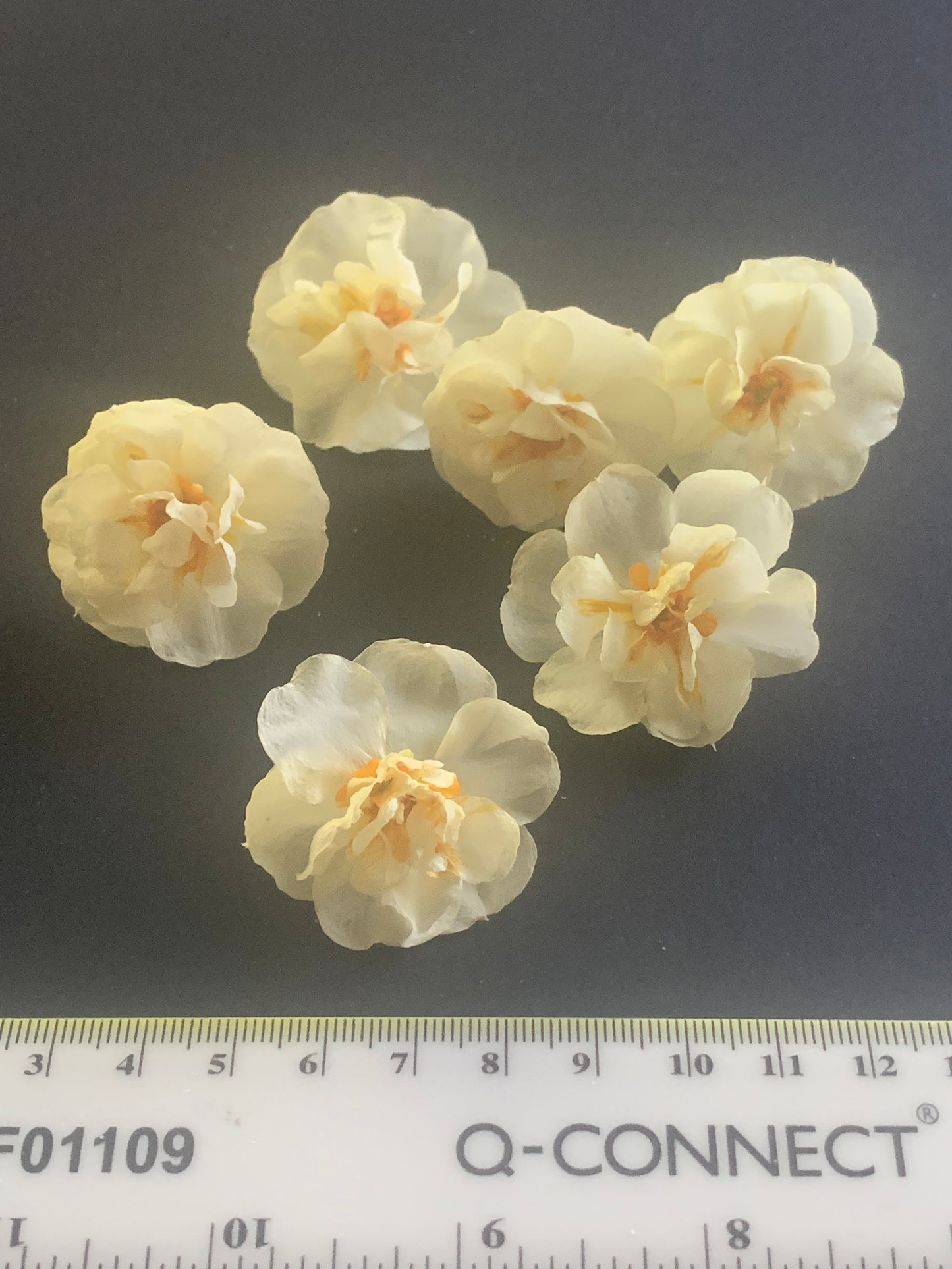 Daffodil - (White Double) 6 Real Dried Flowers