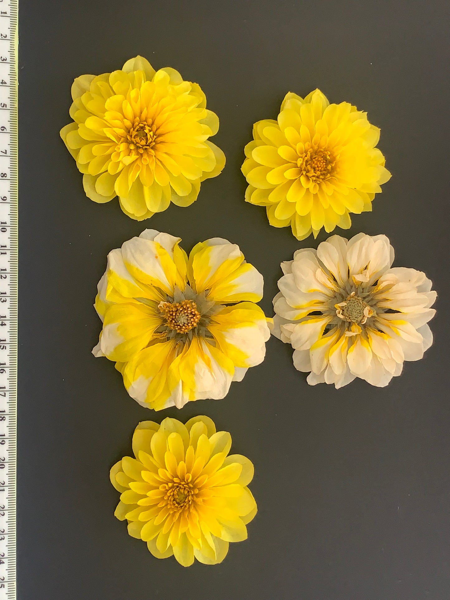 Dahlia, 4, 5 or 6 Real Dried Dahlia Flowers