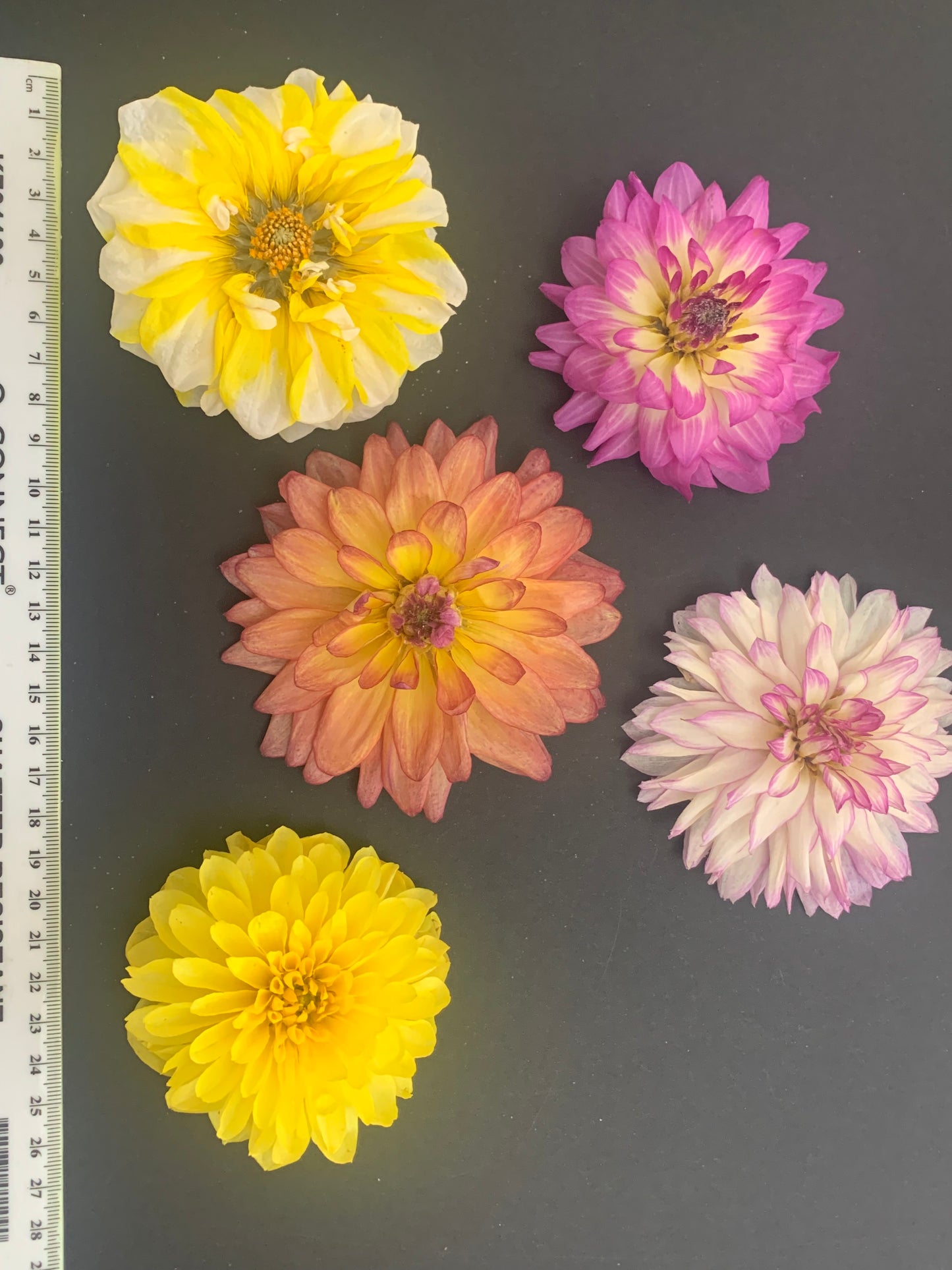 Dahlia, 4, 5 or 6 Real Dried Dahlia Flowers