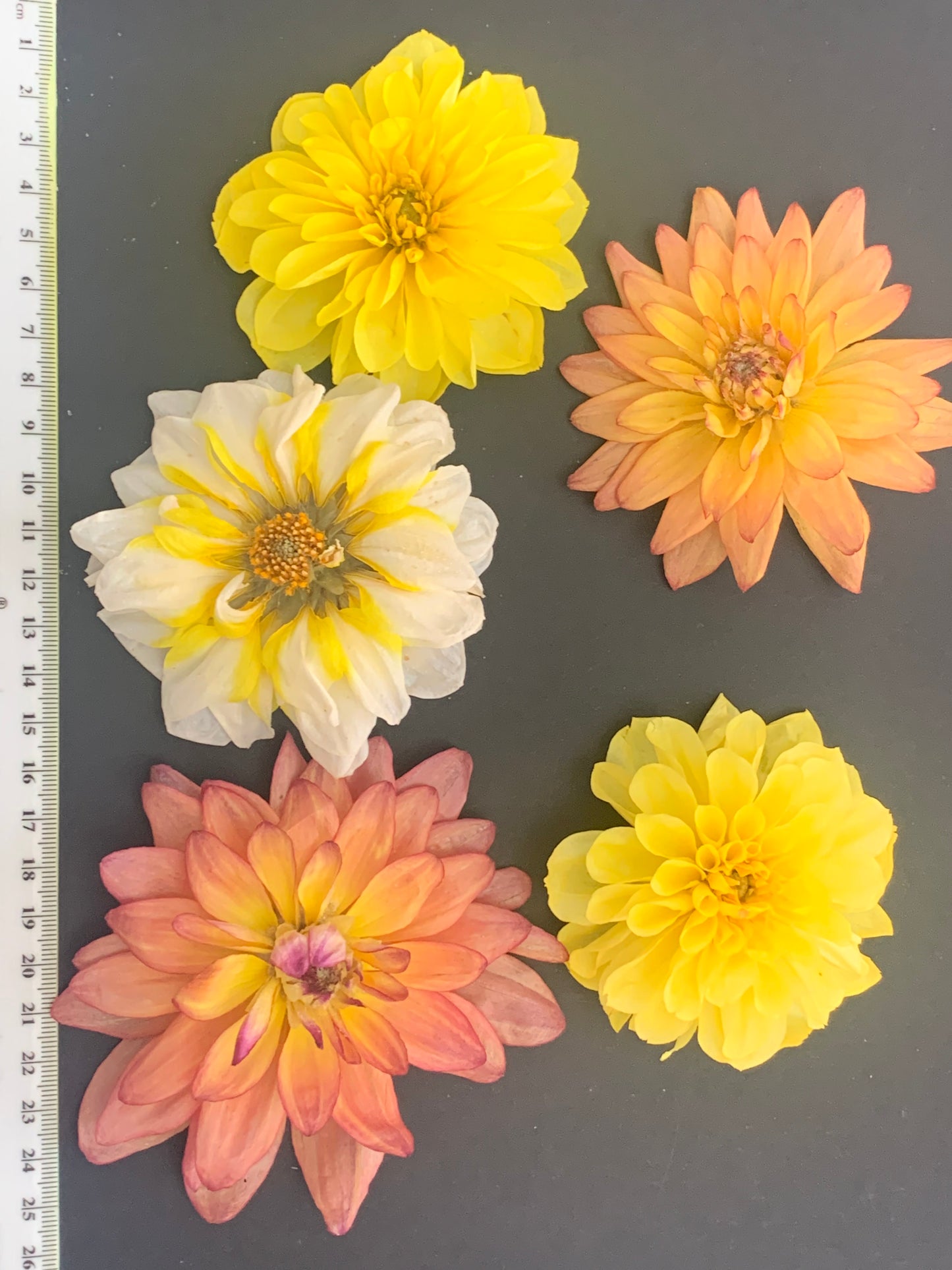 Dahlia, 4, 5 or 6 Real Dried Dahlia Flowers