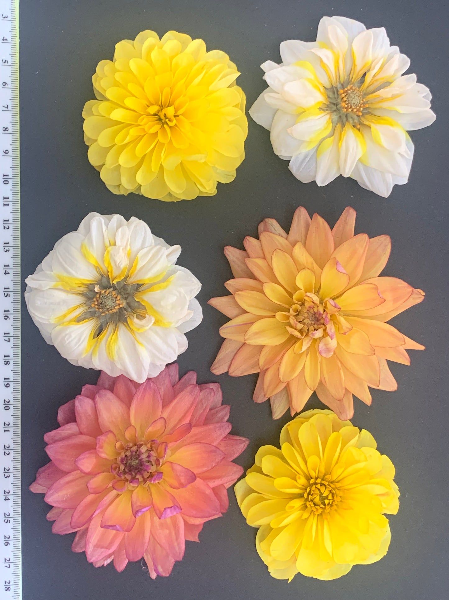 Dahlia, 4, 5 or 6 Real Dried Dahlia Flowers