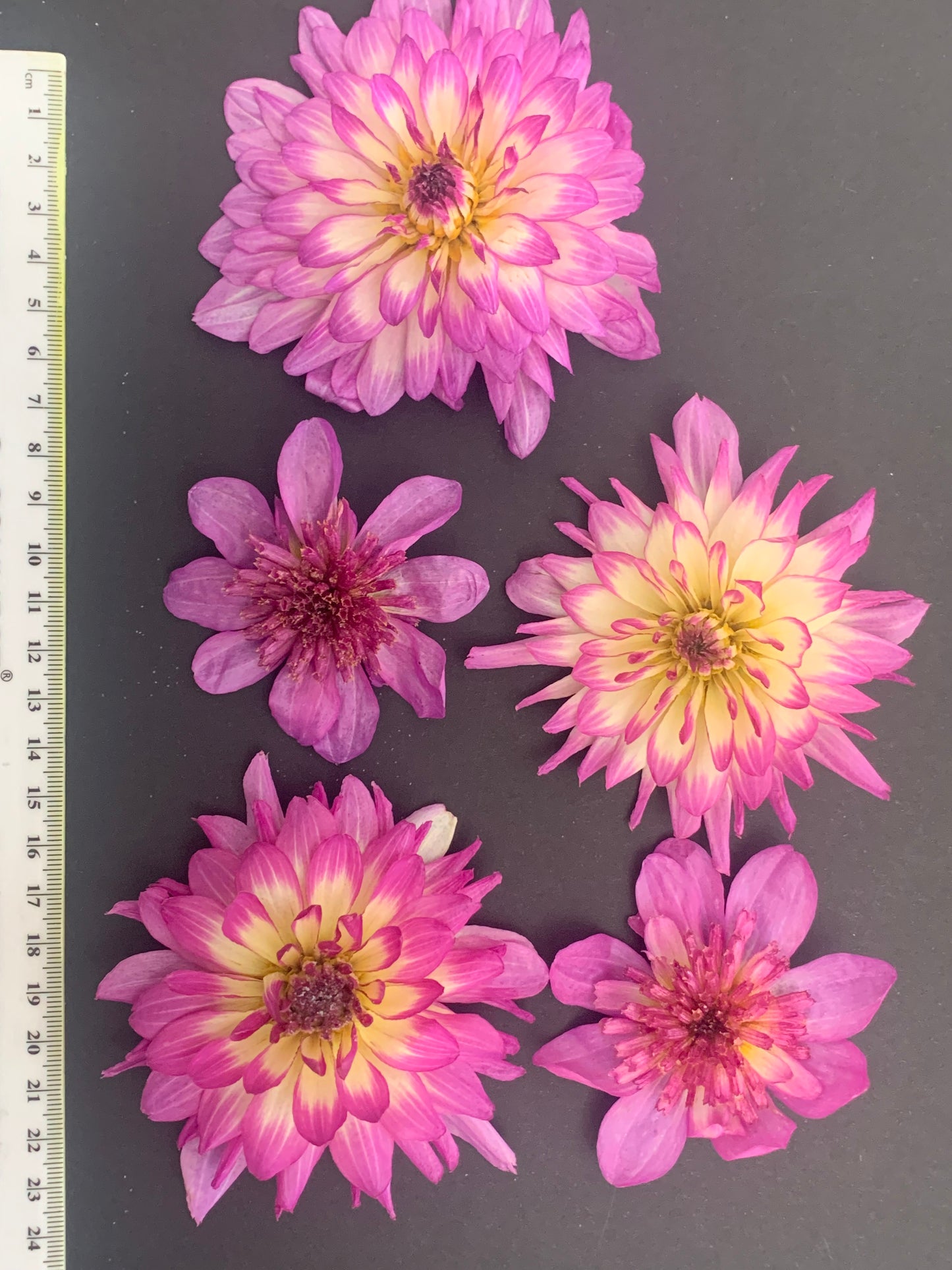 Dahlia, 4, 5 or 6 Real Dried Dahlia Flowers