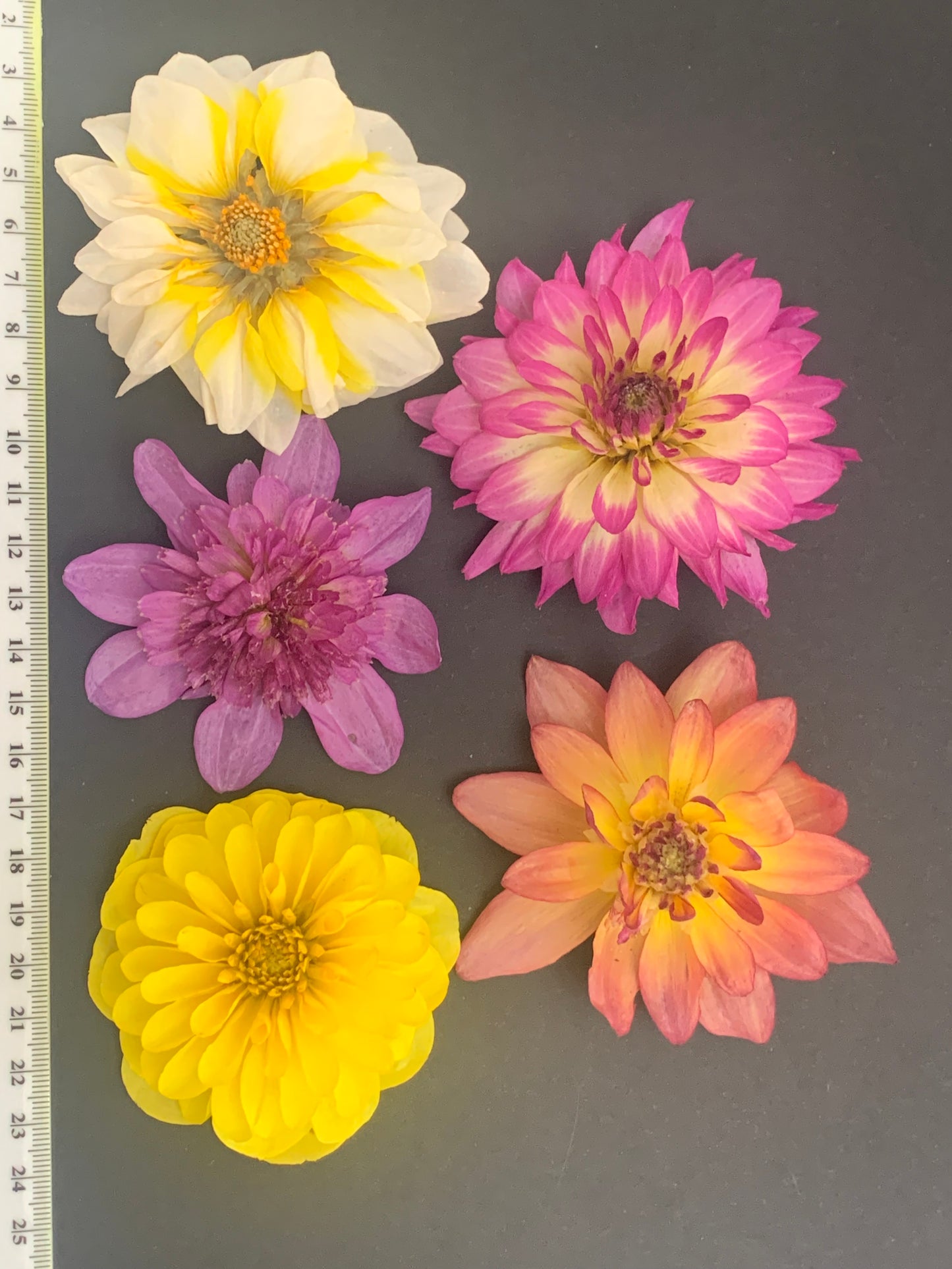 Dahlia, 4, 5 or 6 Real Dried Dahlia Flowers