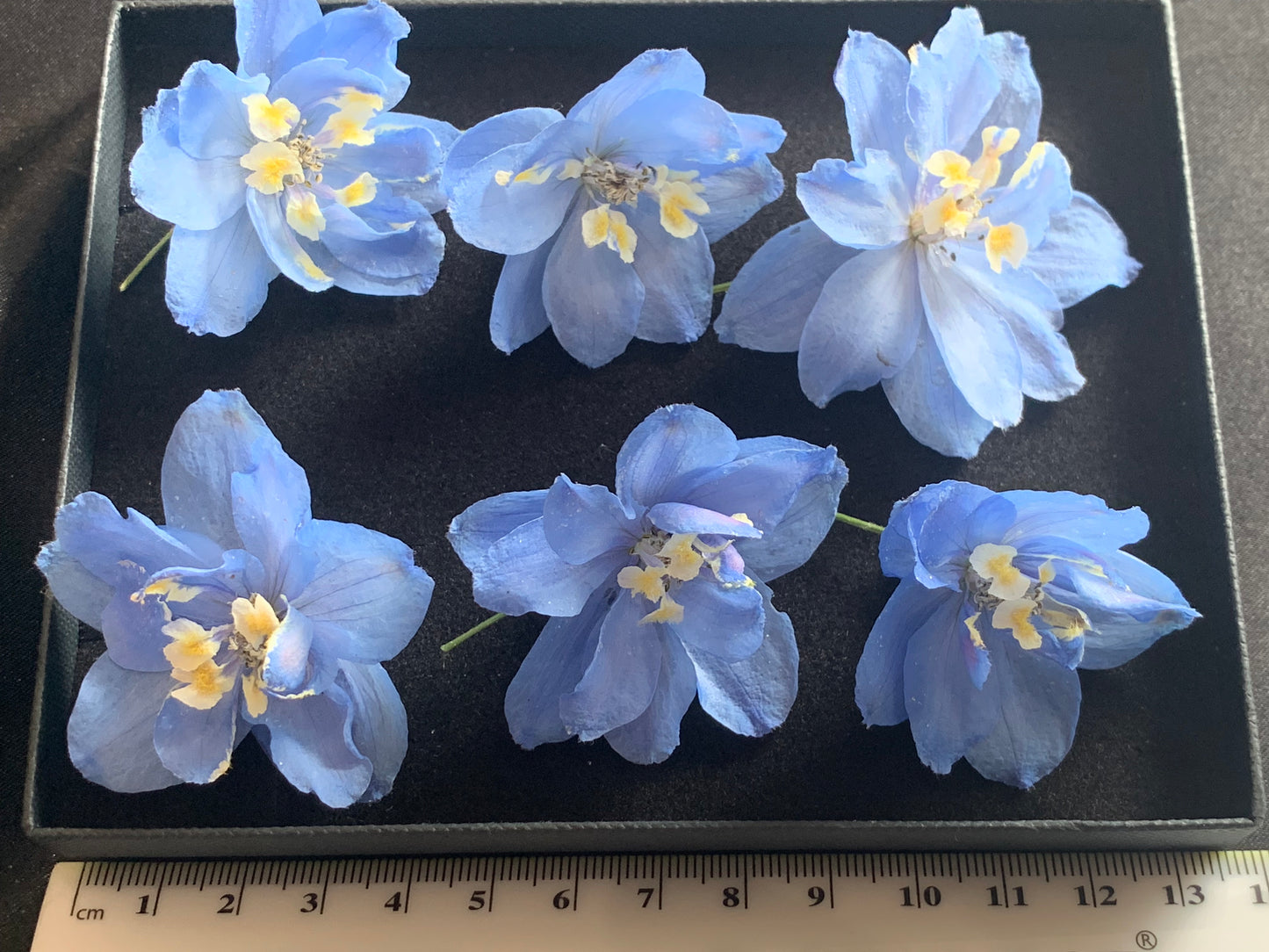 Delphinium (Pale Blue) - 6 Real Dried Flowers
