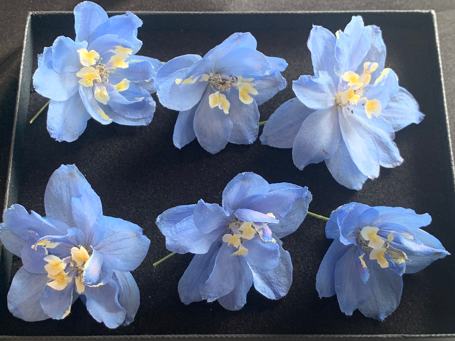 Delphinium (Pale Blue) - 6 Real Dried Flowers