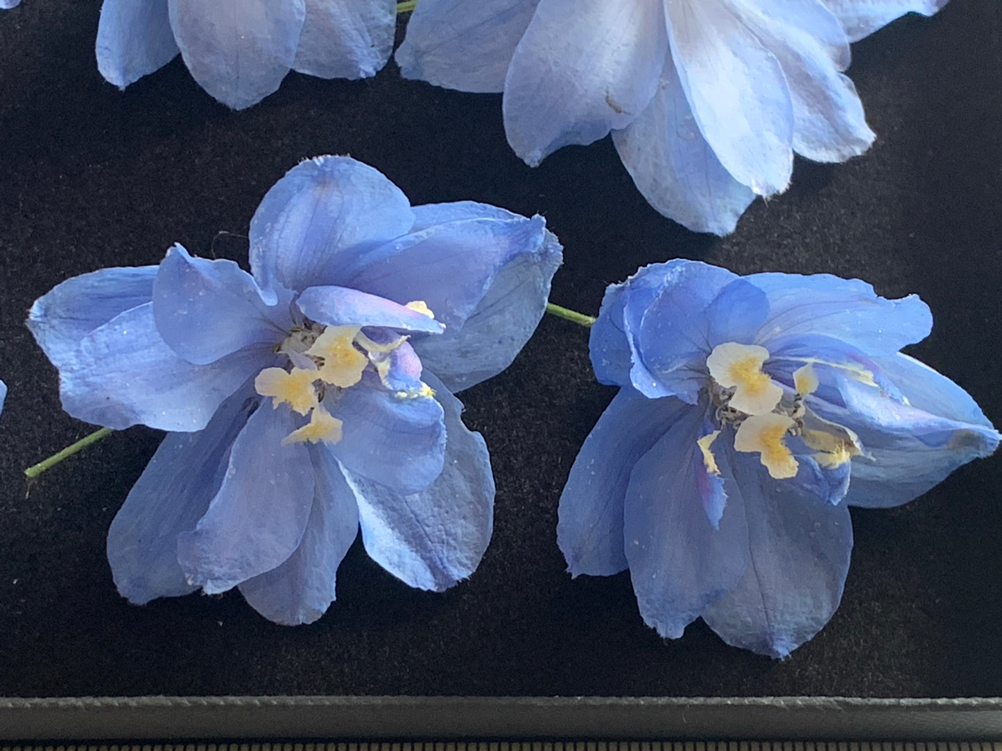 Delphinium (Pale Blue) - 6 Real Dried Flowers