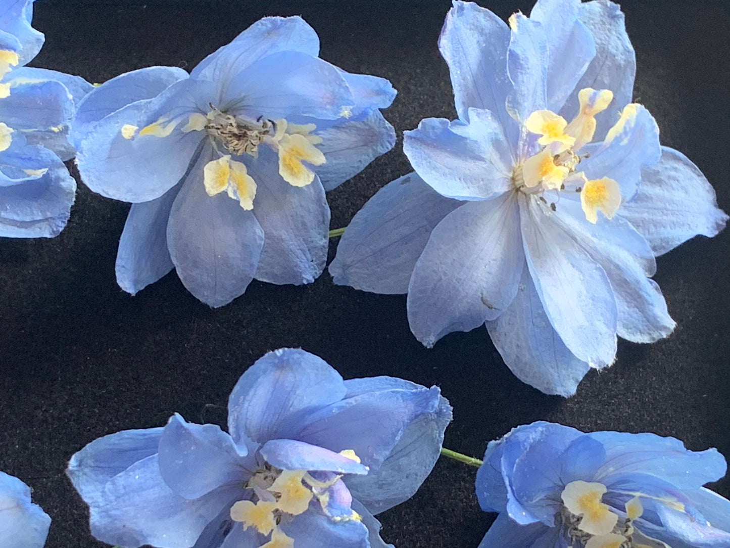 Delphinium (Pale Blue) - 6 Real Dried Flowers