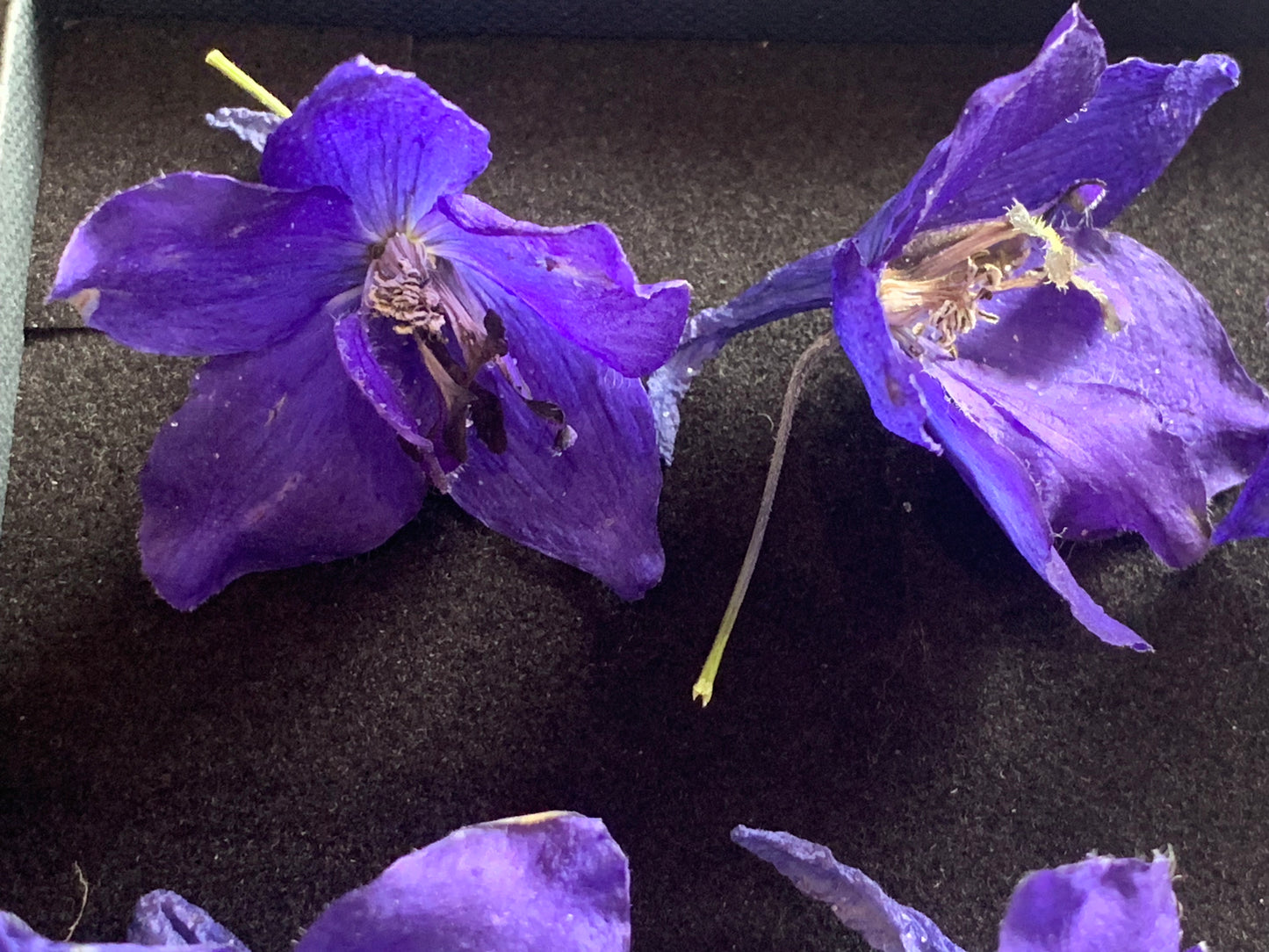 Delphinium - 6 Dark Blue - Real Dried Flowers