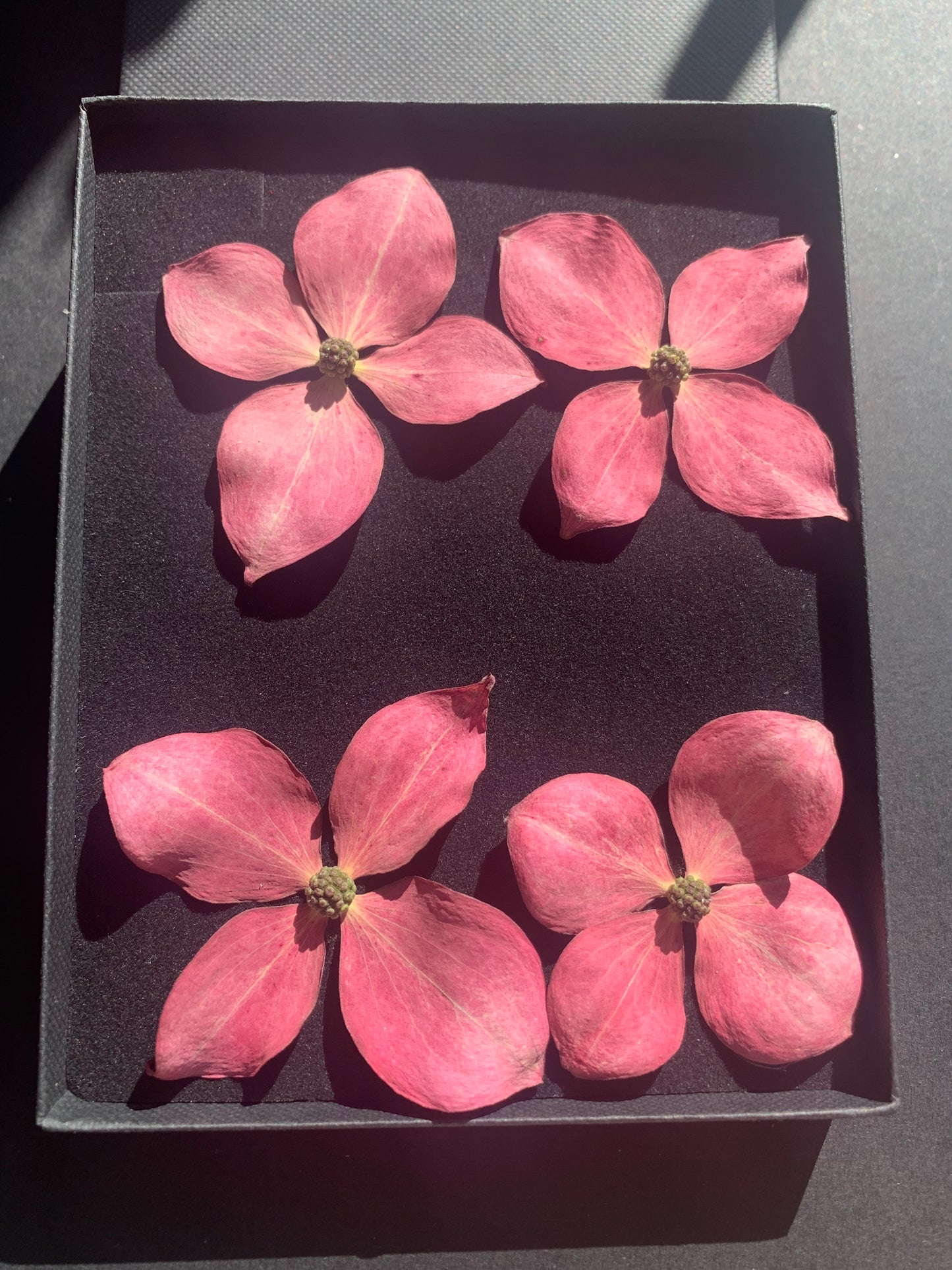 Dogwood - 4 Real Dried Flowers