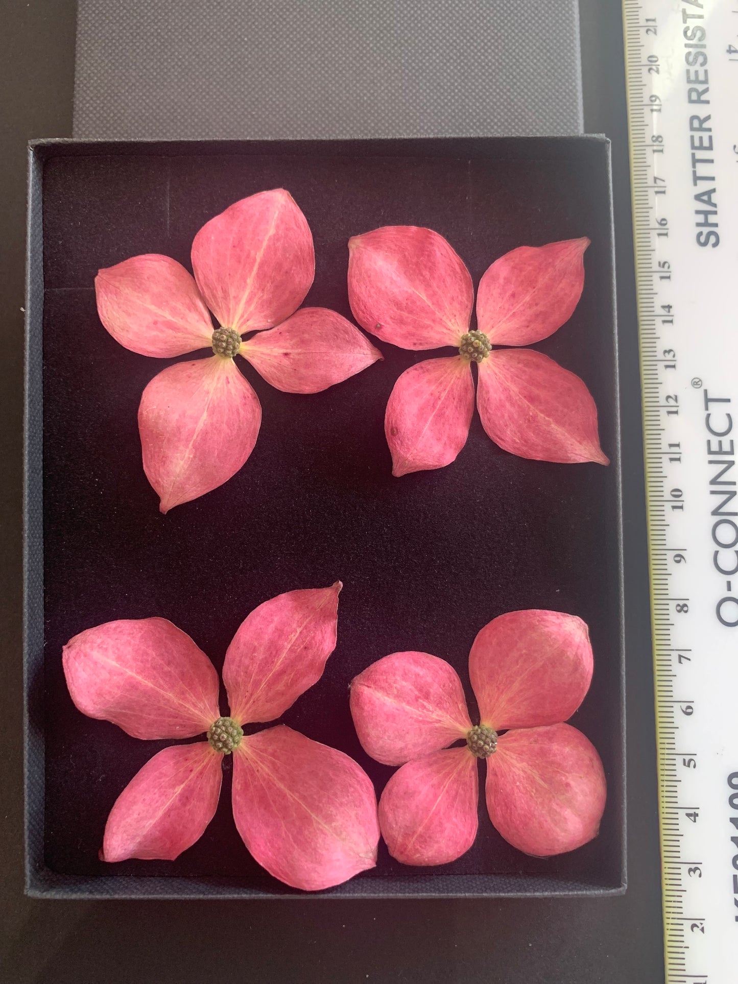 Dogwood - 4 Real Dried Flowers