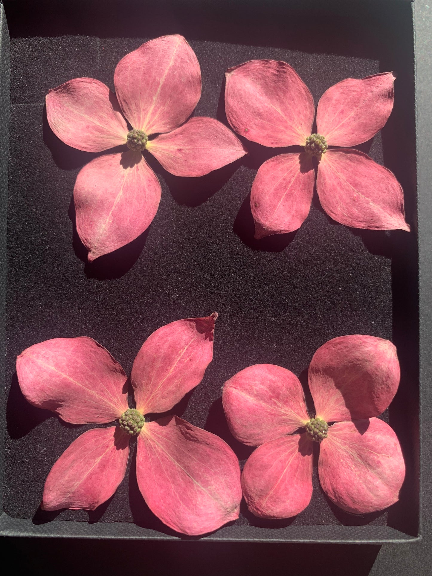 Dogwood - 4 Real Dried Flowers