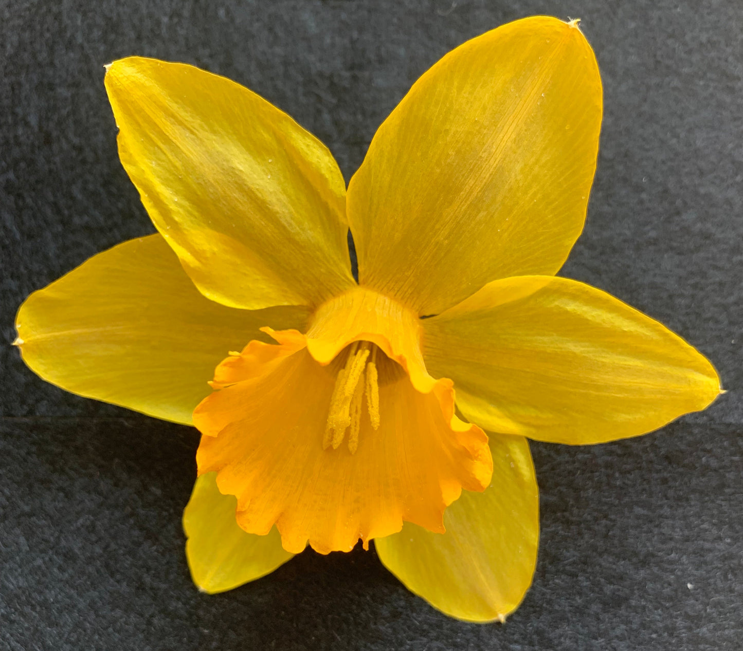 Dried daffodil - Dried Yellow Daffodil