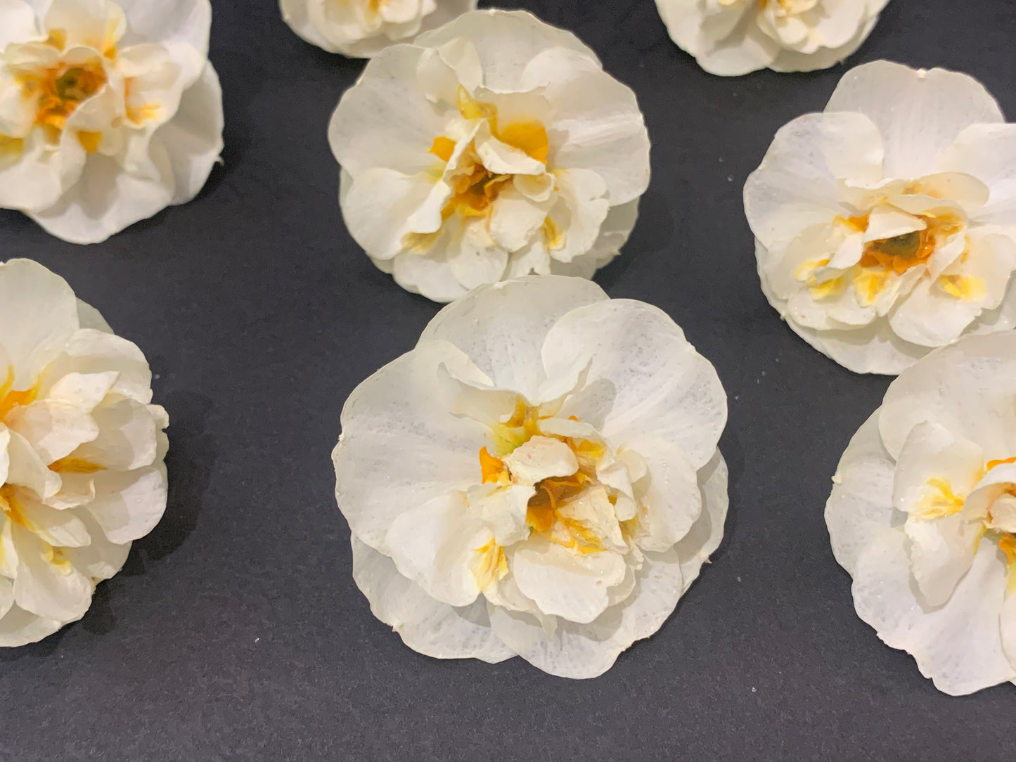 Real Dried Daffodils