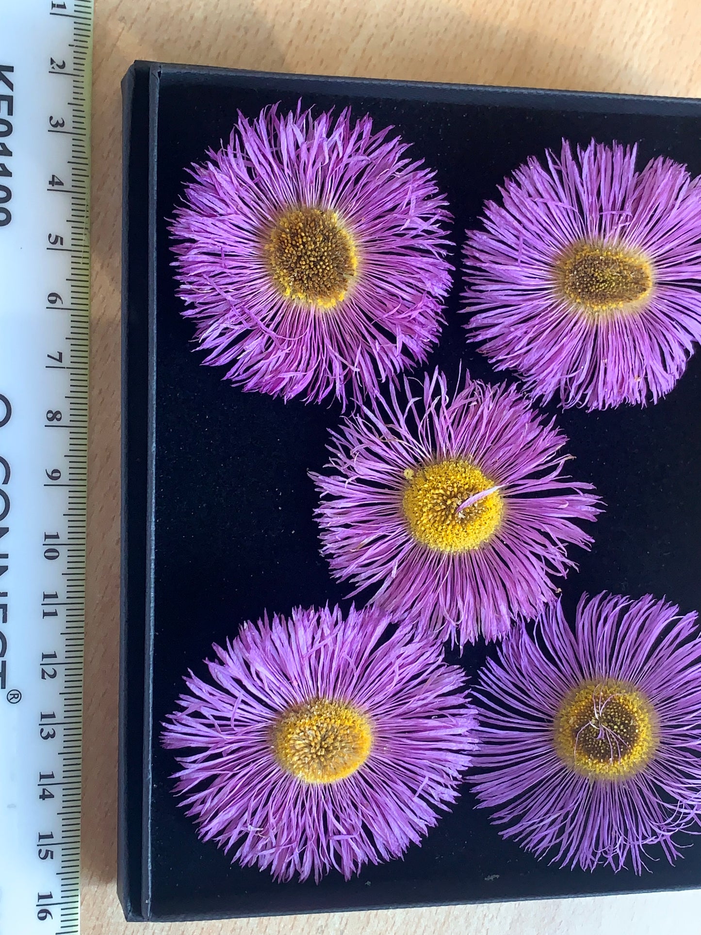 Erigeron - 5 Real Dried Flowers