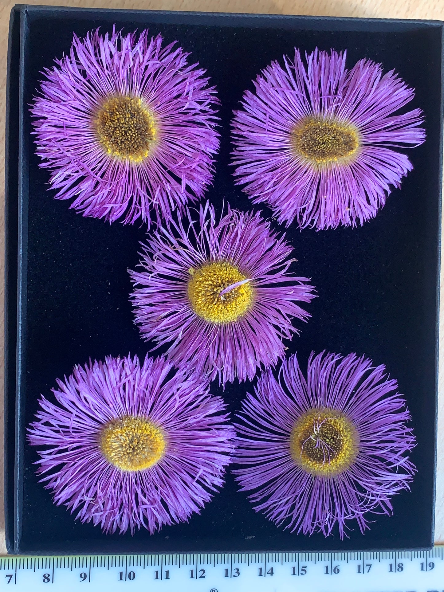 Erigeron - 5 Real Dried Flowers