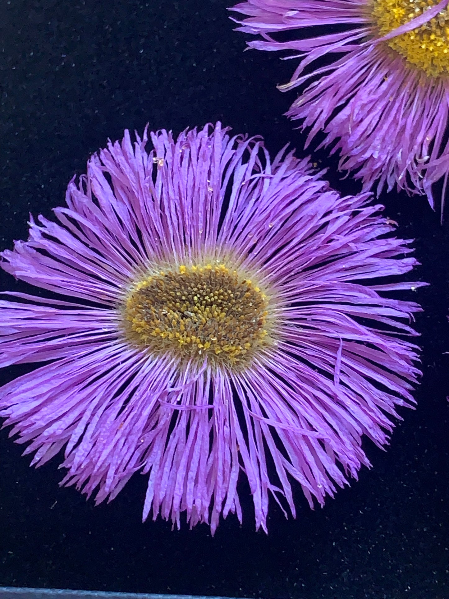 Erigeron - 5 Real Dried Flowers