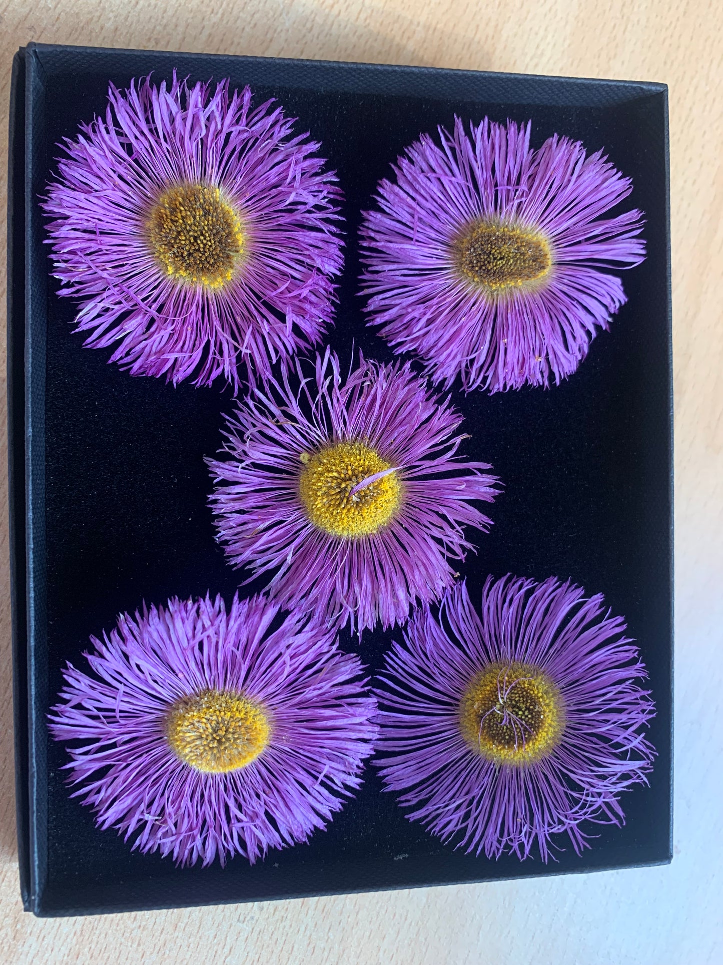 Erigeron - 5 Real Dried Flowers