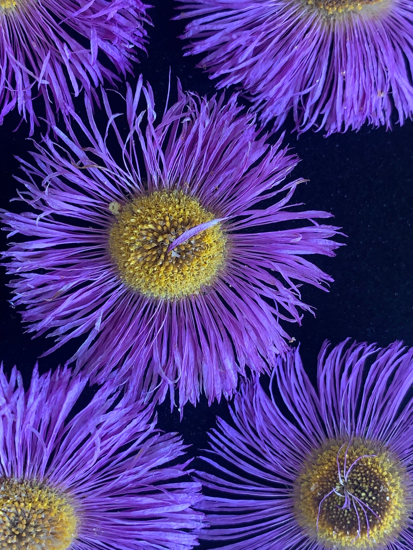 Erigeron - 5 Real Dried Flowers