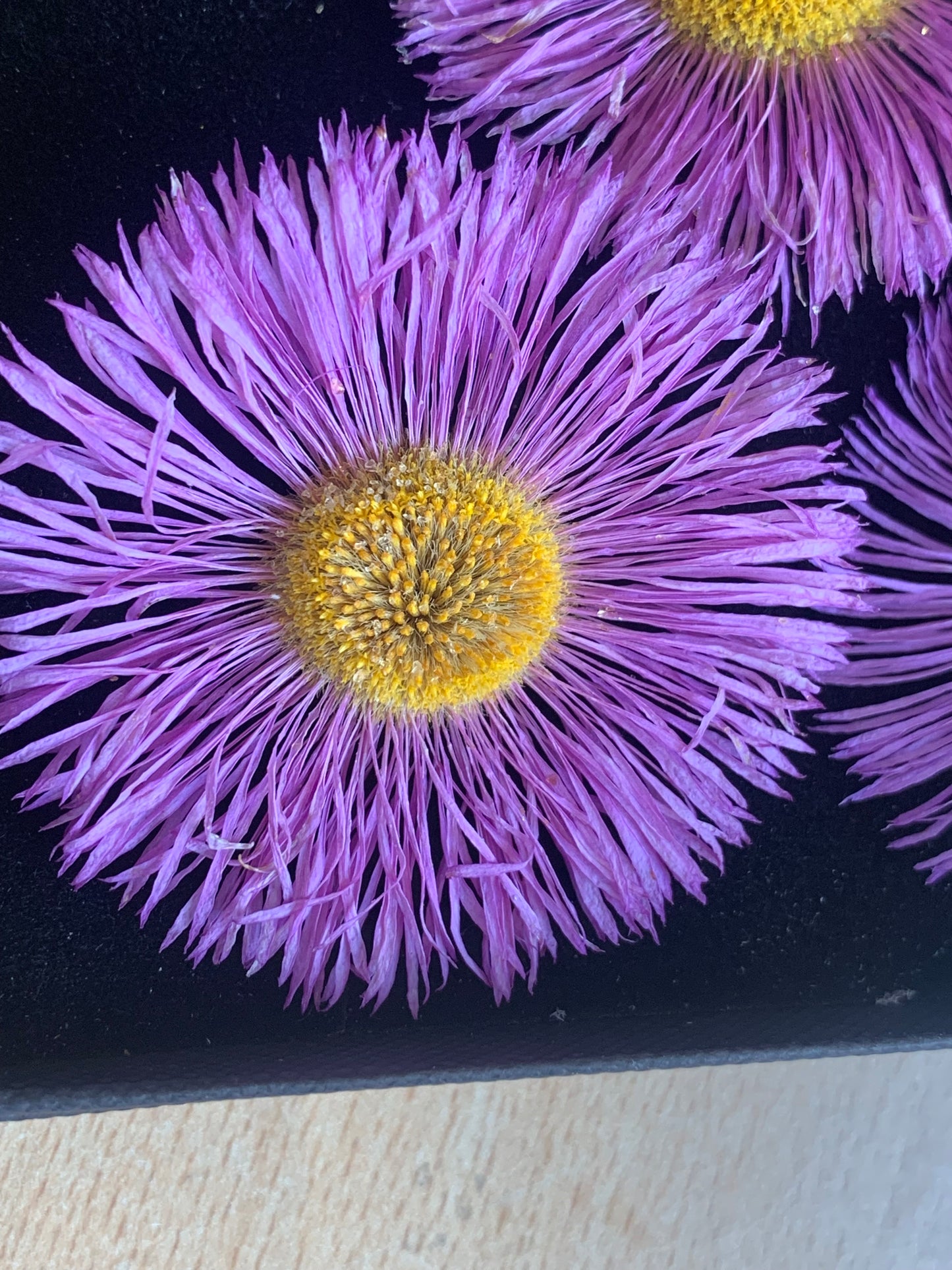 Erigeron - 5 Real Dried Flowers