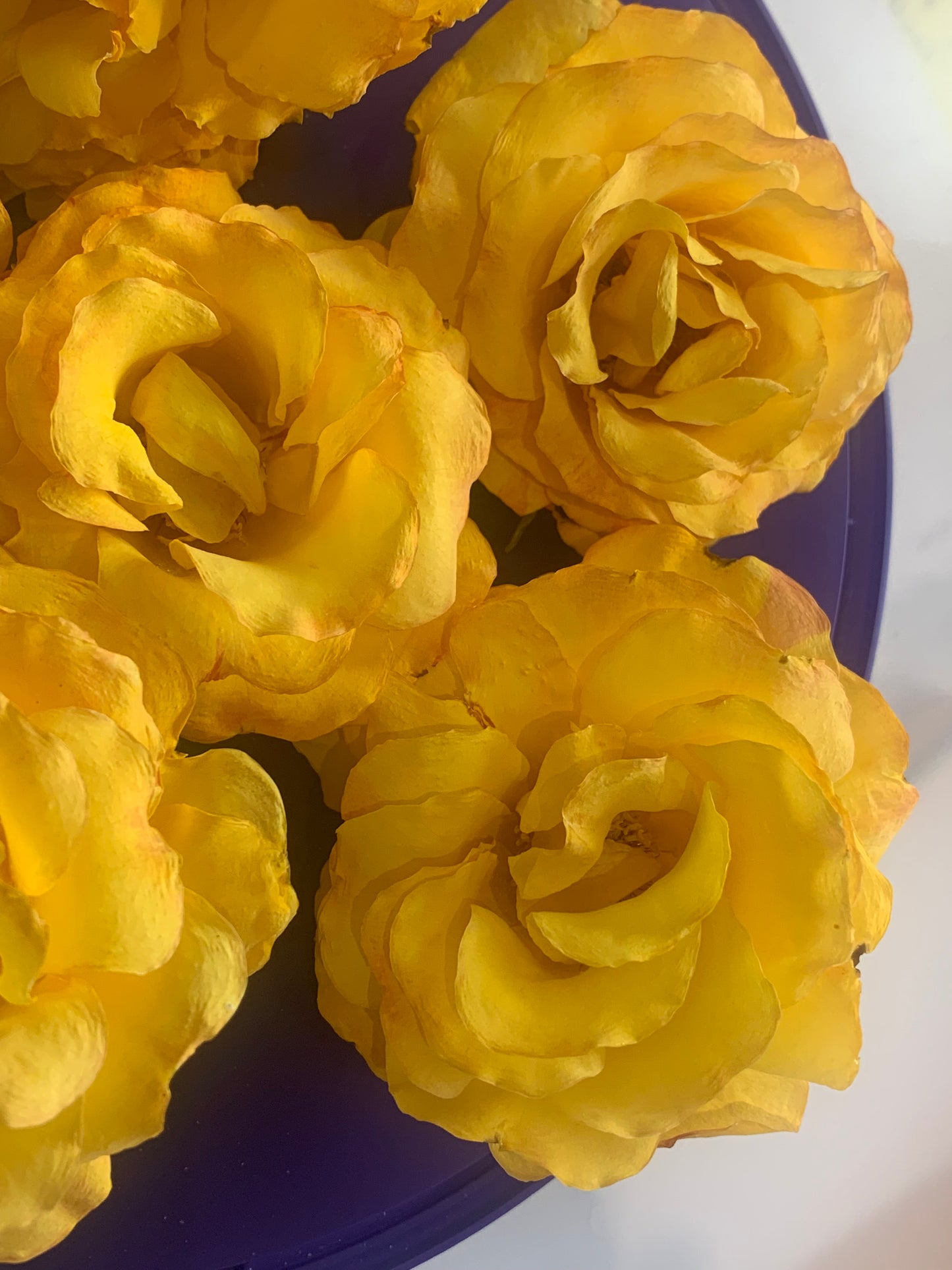 Enchanting Roses - 6 Real Dried Old English Roses - Arthur Bell