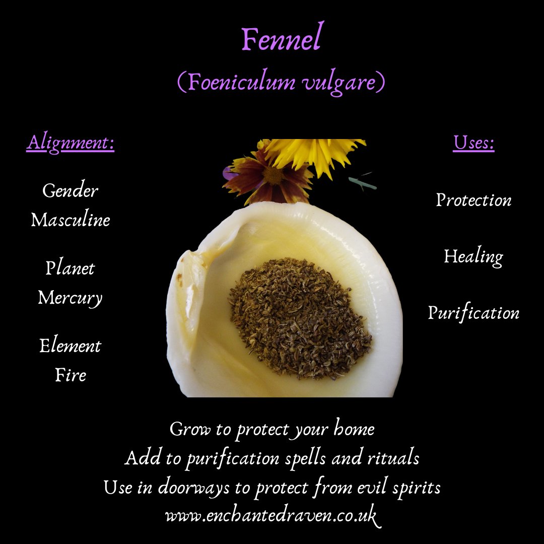 Fennel