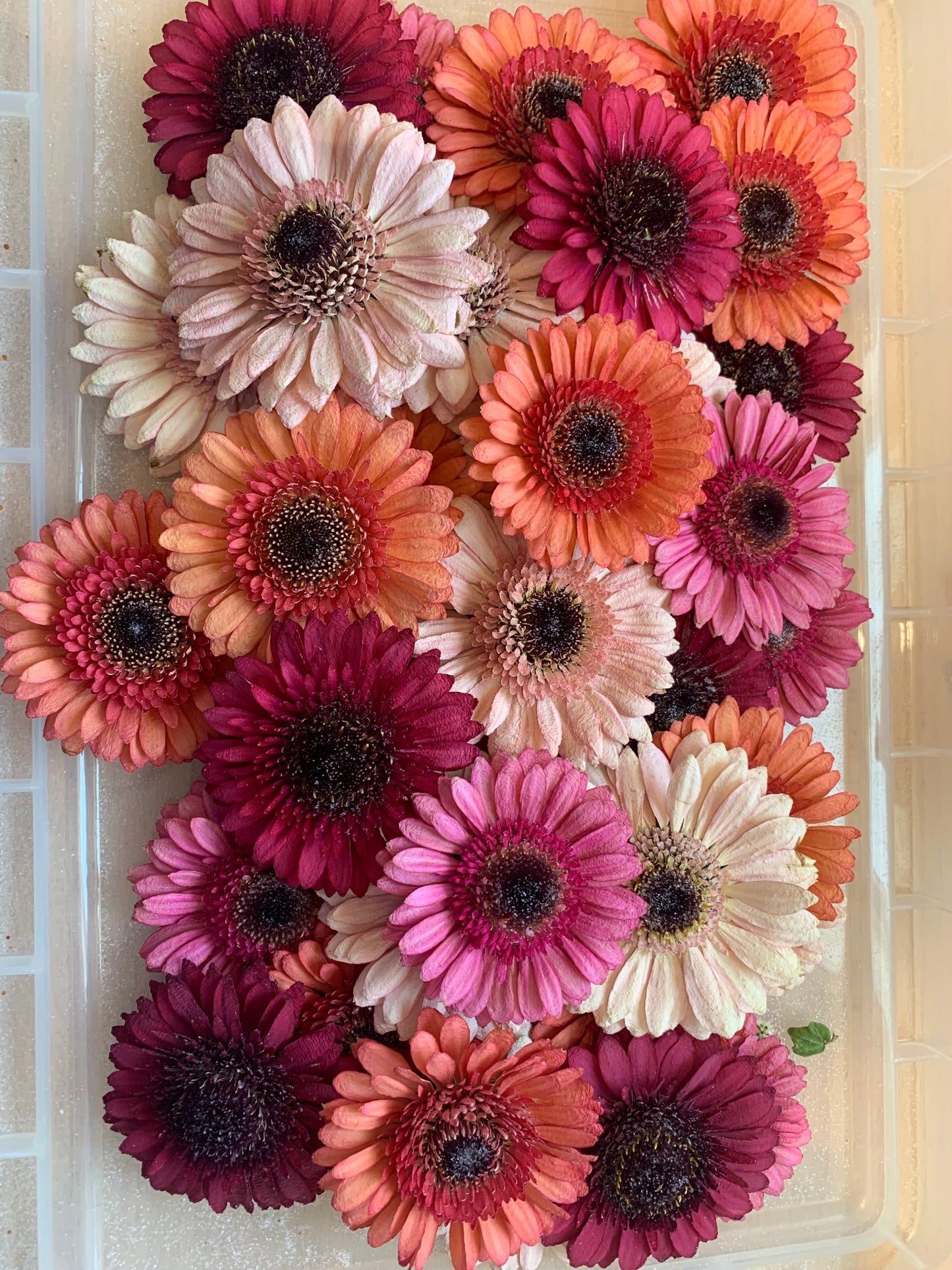Dried gerbera flowers for resin