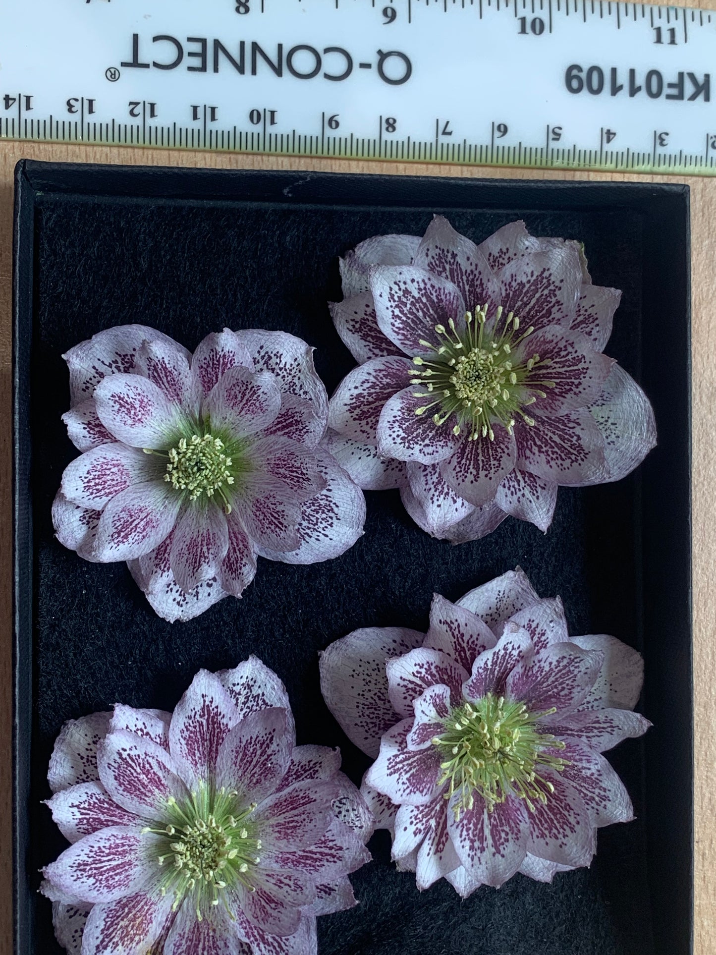 Hellebore - 4 Pink Spotty Real Dried Hellebore Flowers