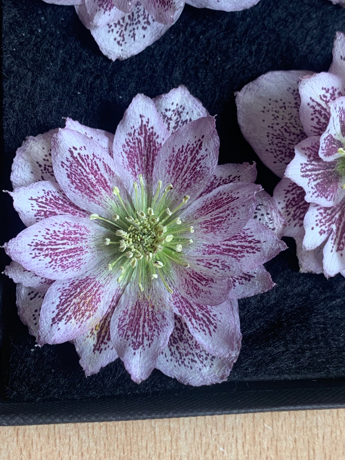 Real dried hellebore flower