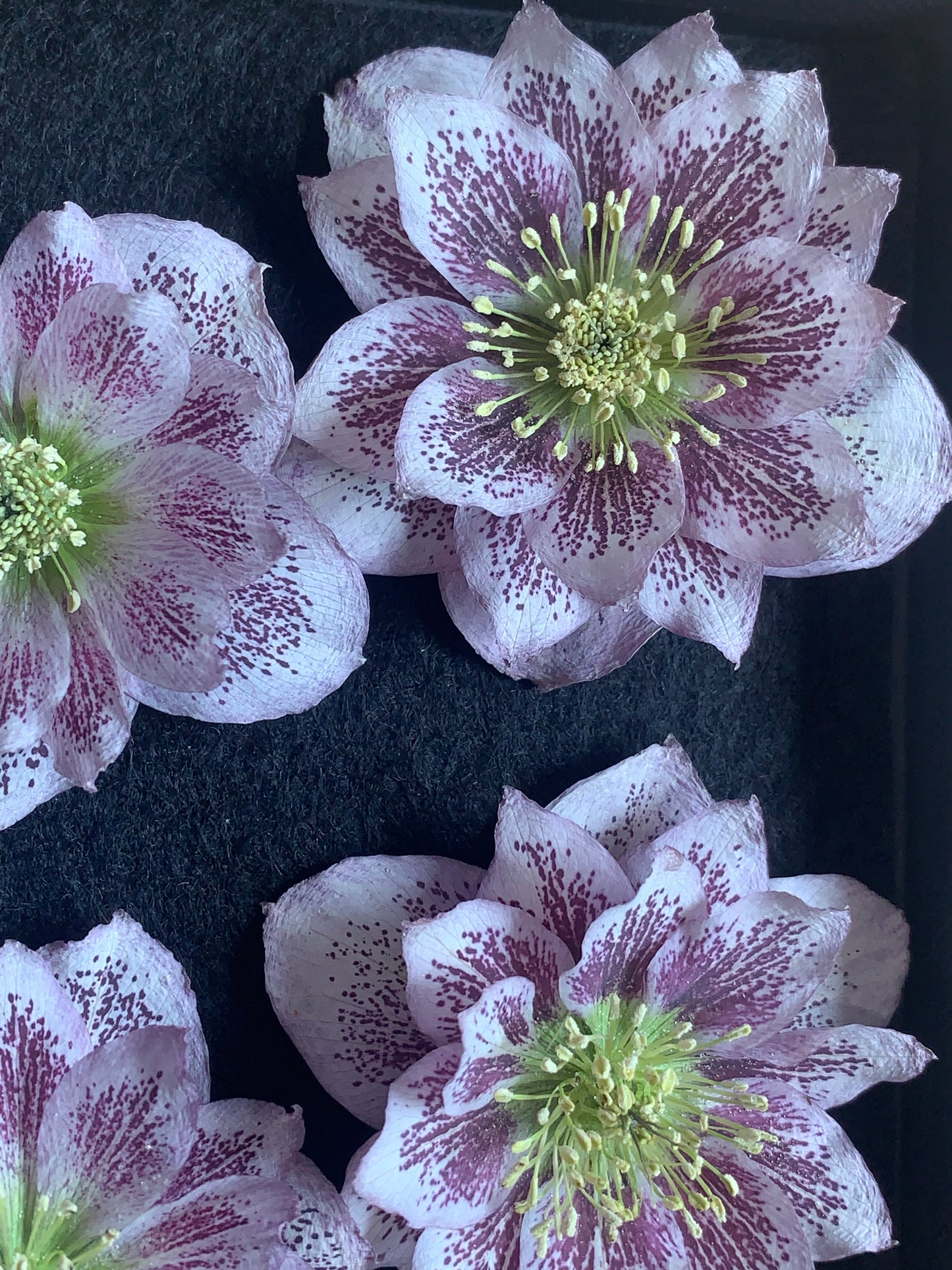 Real dried hellebore flowers