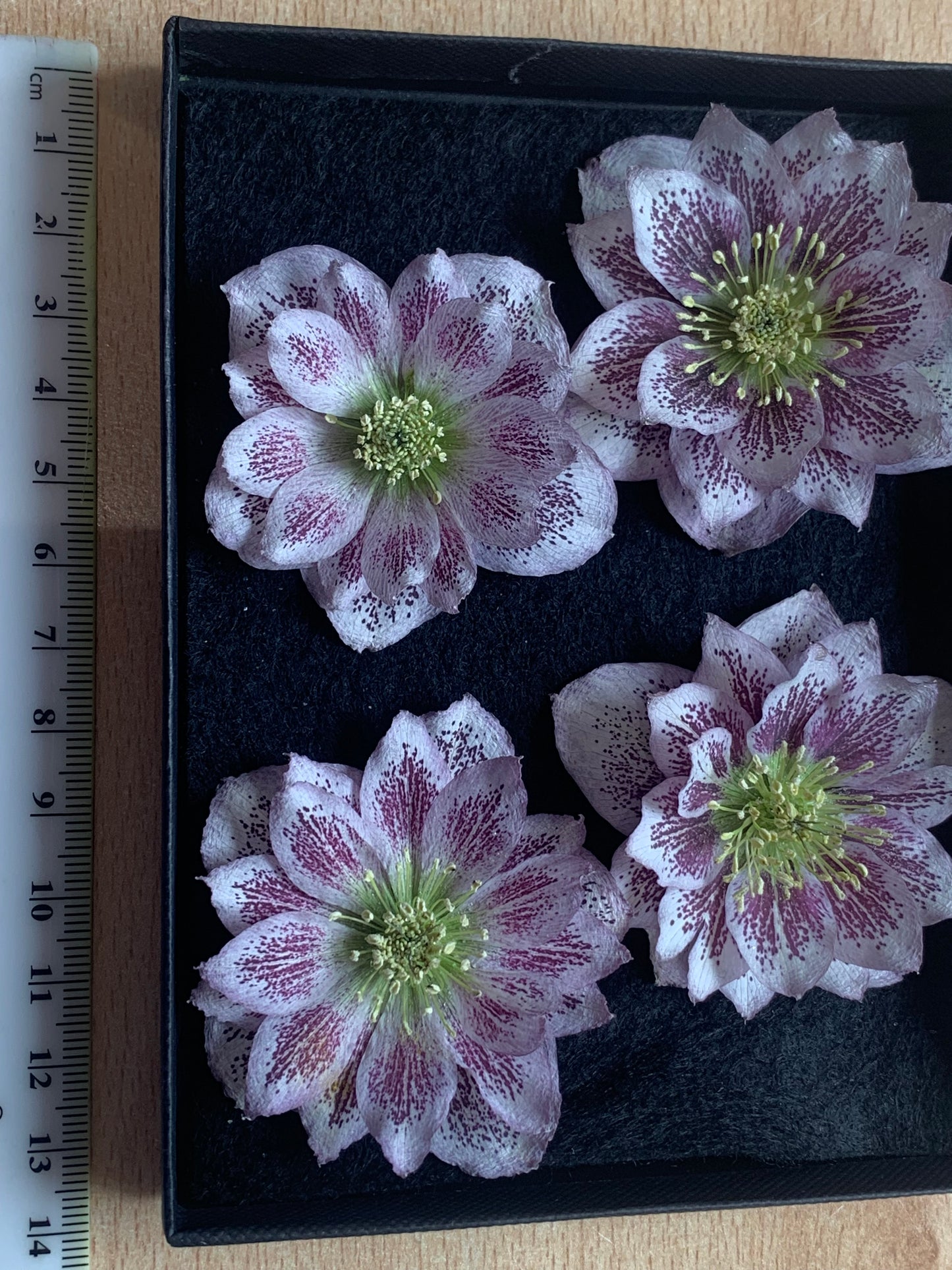 Hellebore - 4 Pink Spotty Real Dried Hellebore Flowers