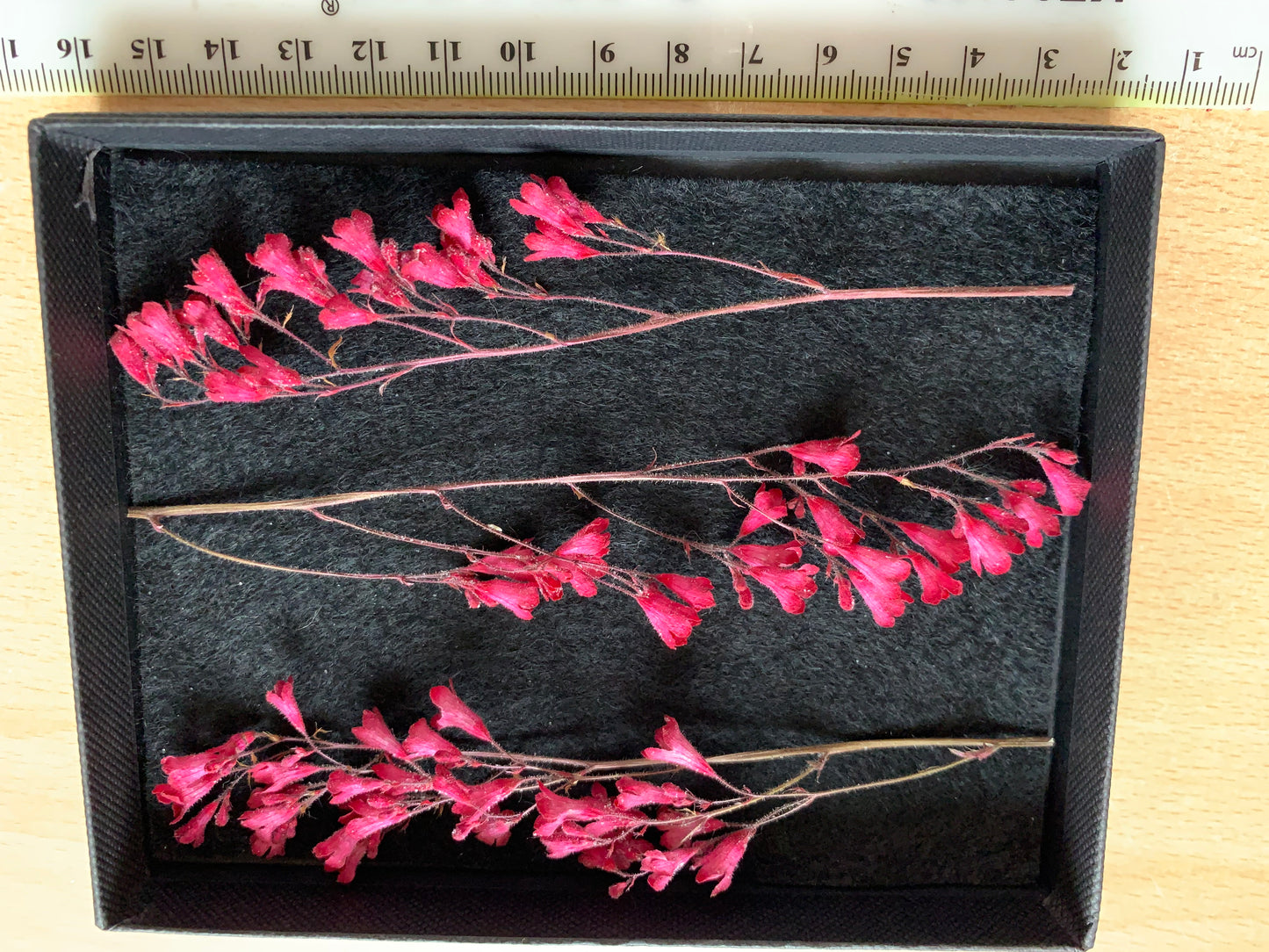 Heuchera - 3 Stems Real Dried Flowers