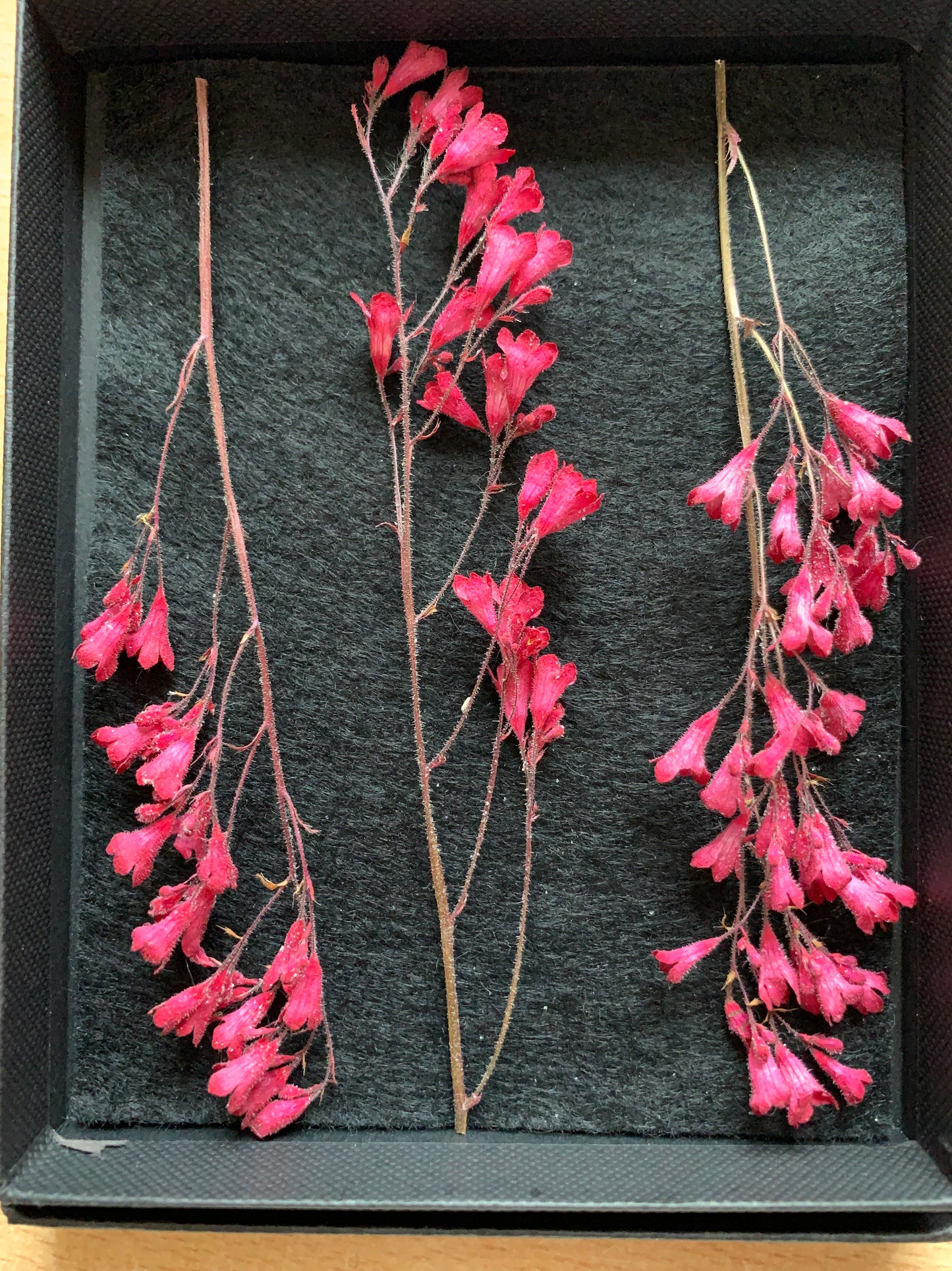 Heuchera - 3 Stems Real Dried Flowers