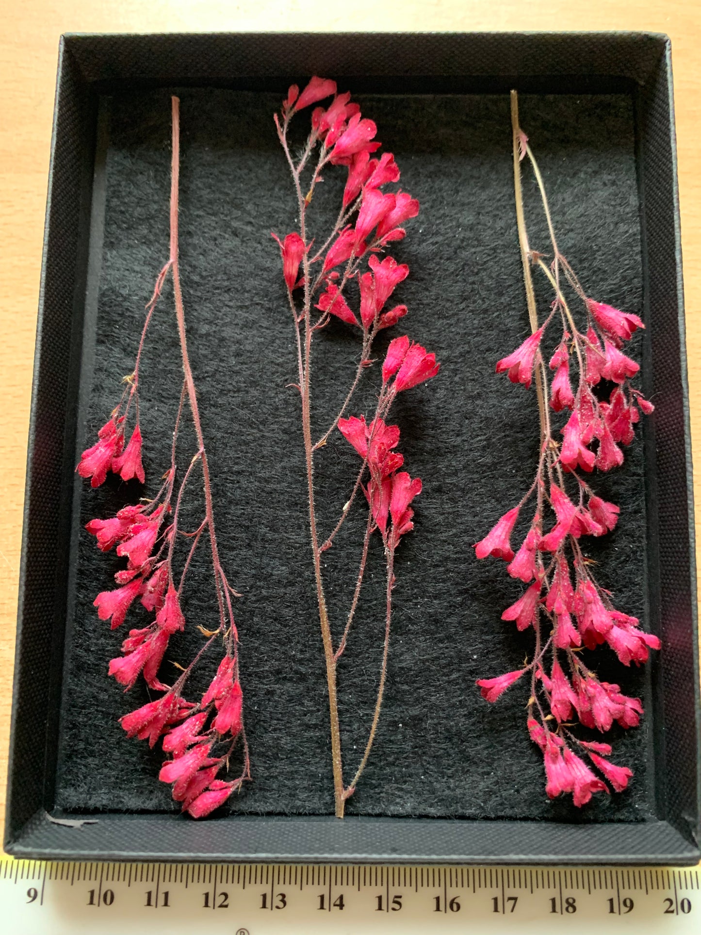 Heuchera - 3 Stems Real Dried Flowers
