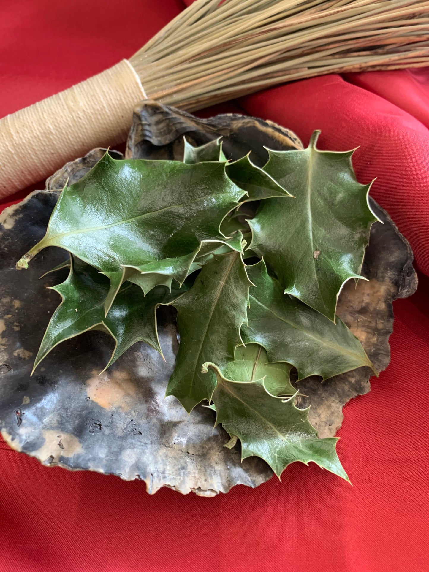 Holly Leaf - 15 Dried Holly Leaves