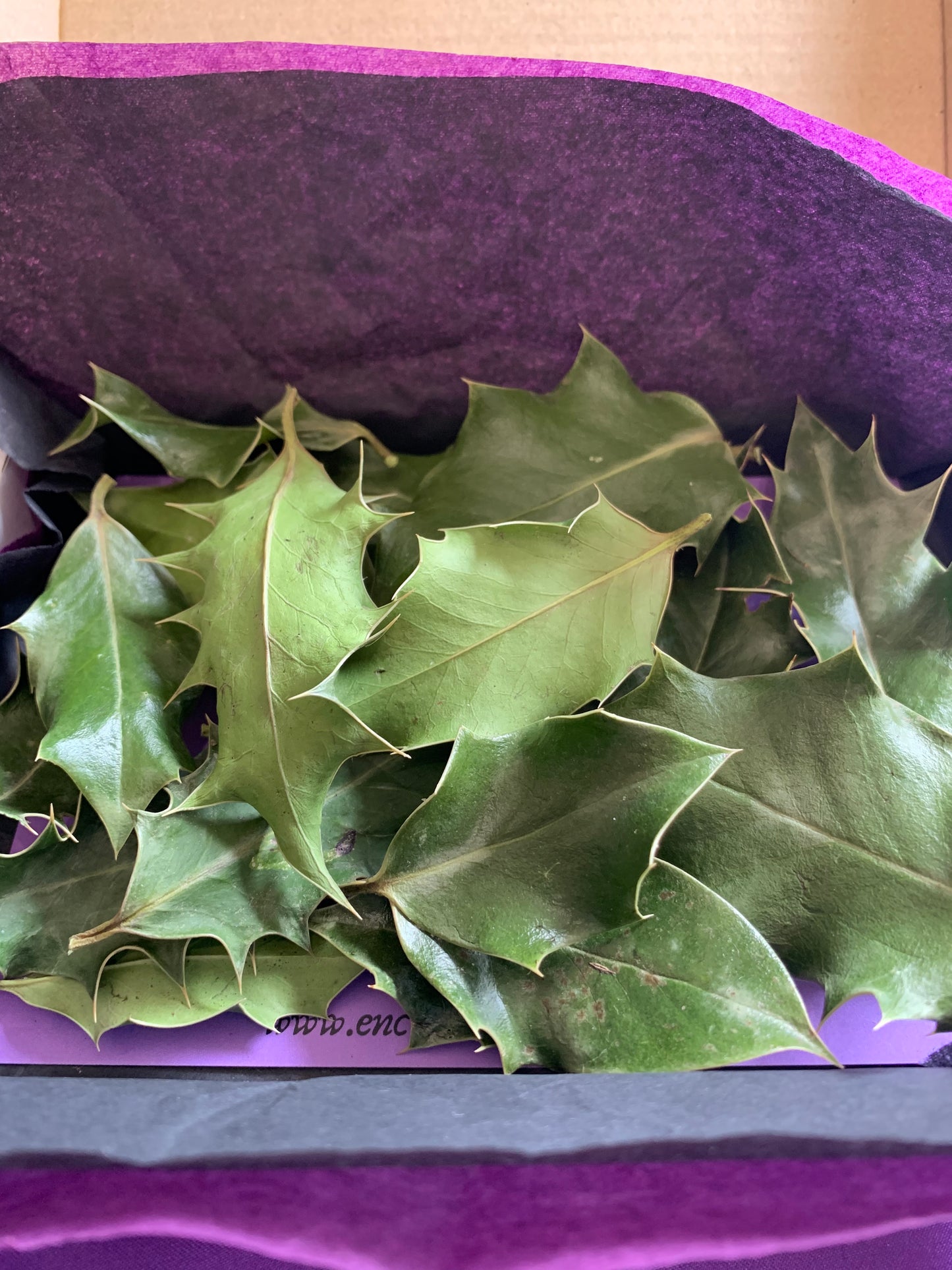 Holly Leaf - 15 Dried Holly Leaves