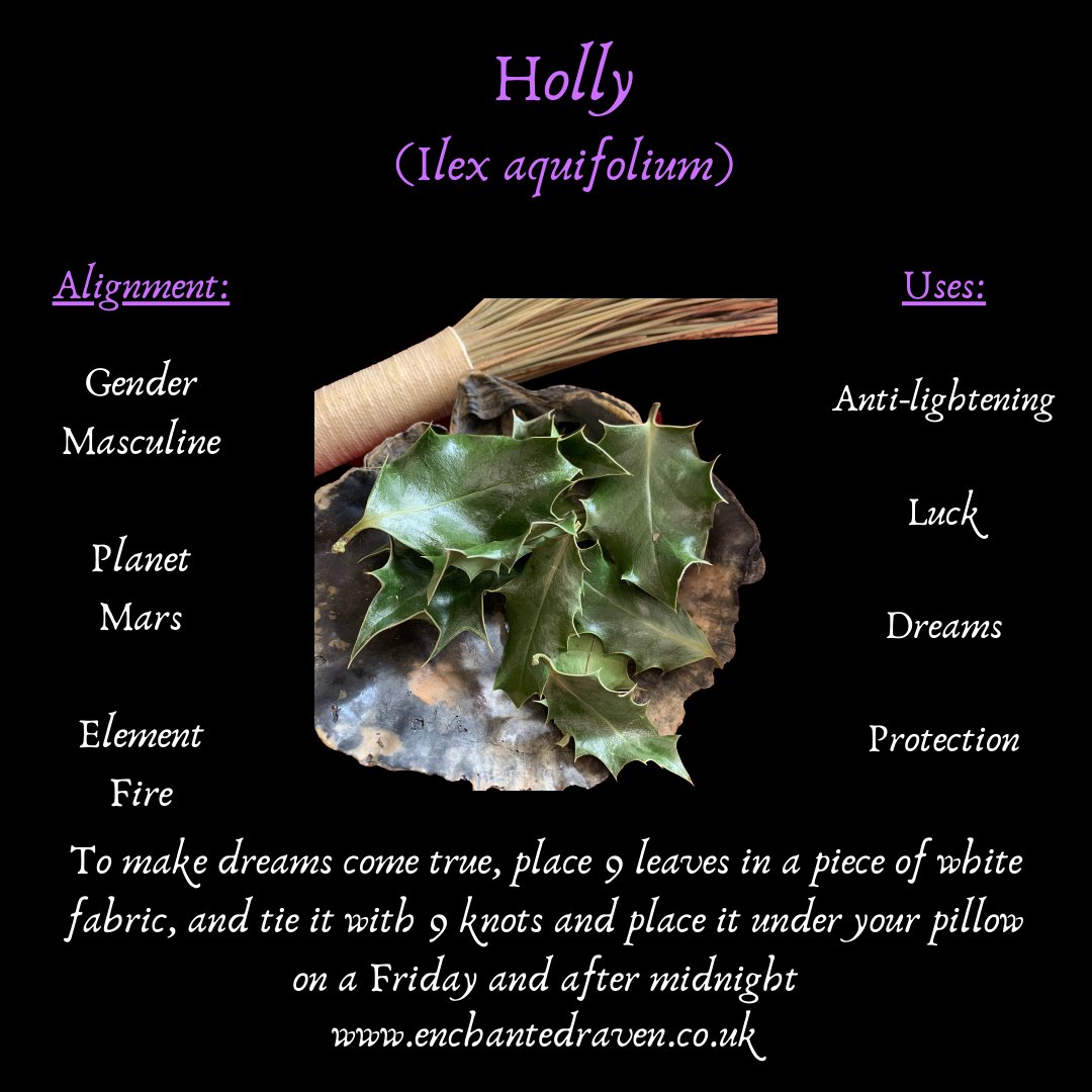 Holly Leaf - 15 Dried Holly Leaves