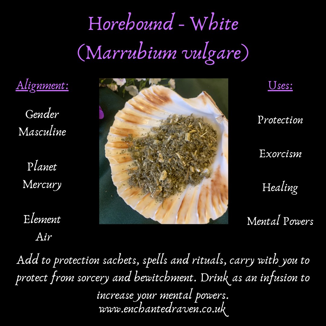 Horehound - White