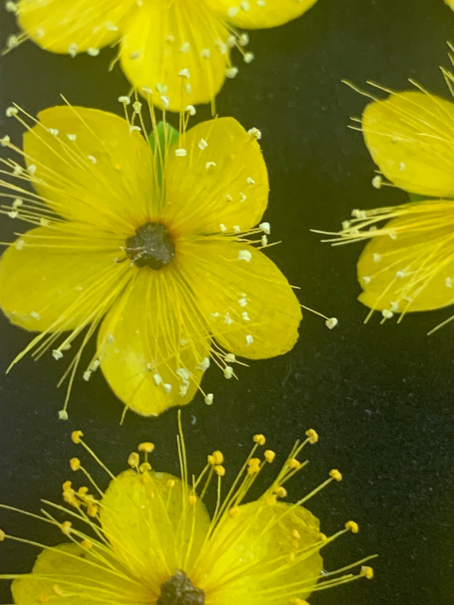 Hypericum - 9 Yellow Real Dried Flowers