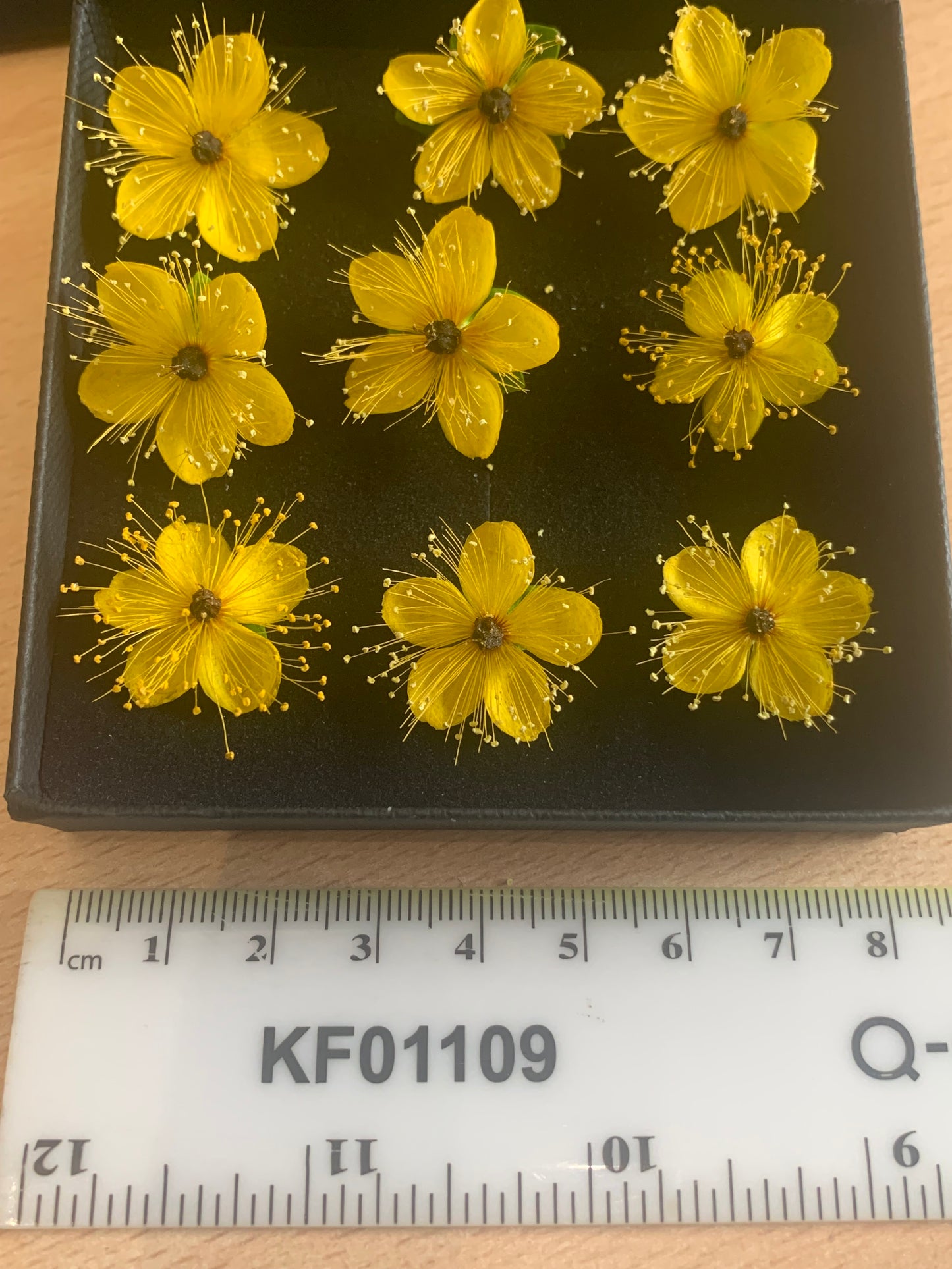 Hypericum - 9 Yellow Real Dried Flowers