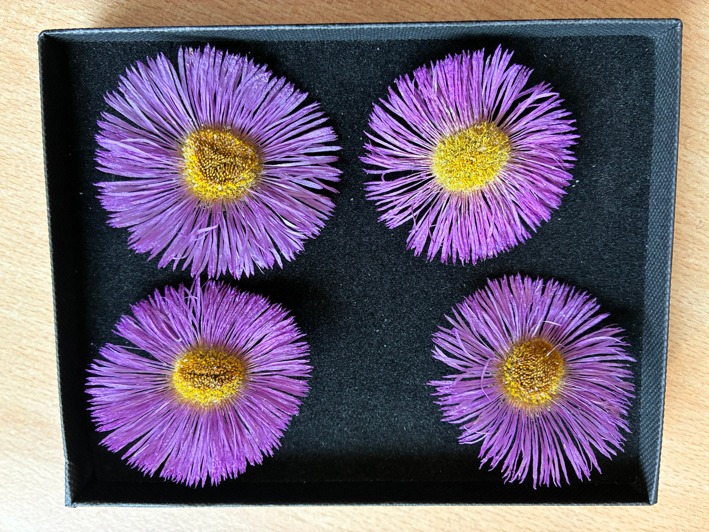Erigeron - 4 Real Dried Flowers