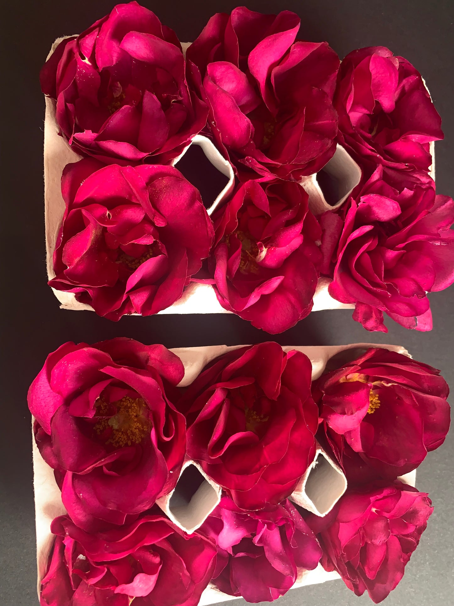 Enchanting Roses - 6 Real Dried Apothecary Rose